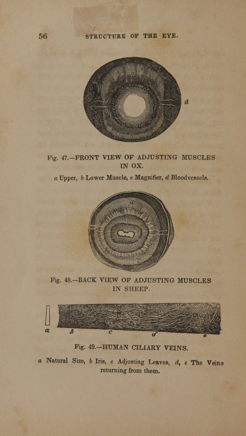 Fig. 47.—FRONT VIEW OF ADJUSTING MUSCLES IN OX. a Upper, b Lower Muscle, c Magnifier, d Bloodvessels. Fig. 48.—BACK VIEW OF ADJUSTING MUSCLES IN SHEEP. Fig. 49.-HUMAN CILIARY VEINS. a Natural Size, b Iris, c Adjusting Leaves, d, e The Veins returning from them.