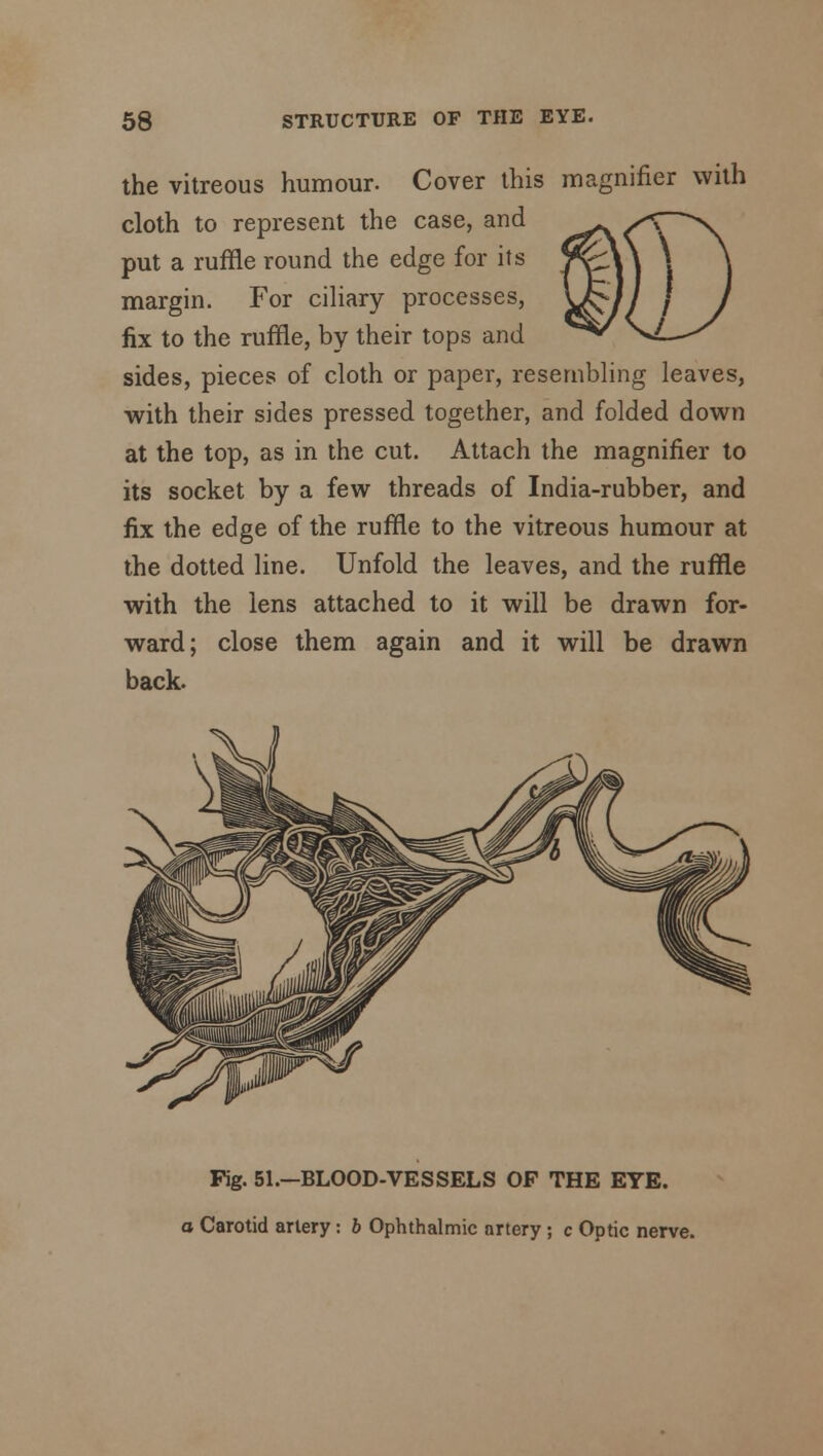 the vitreous humour. Cover this magnifier with cloth to represent the case, and put a ruffle round the edge for its margin. For ciliary processes, fix to the ruffle, by their tops and ^^ >X. sides, pieces of cloth or paper, resembling leaves, with their sides pressed together, and folded down at the top, as in the cut. Attach the magnifier to its socket by a few threads of India-rubber, and fix the edge of the ruffle to the vitreous humour at the dotted line. Unfold the leaves, and the ruffle with the lens attached to it will be drawn for- ward; close them again and it will be drawn back. Fig. 51.—BLOOD-VESSELS OF THE EYE. o Carotid artery : b Ophthalmic artery ; c Optic nerve.