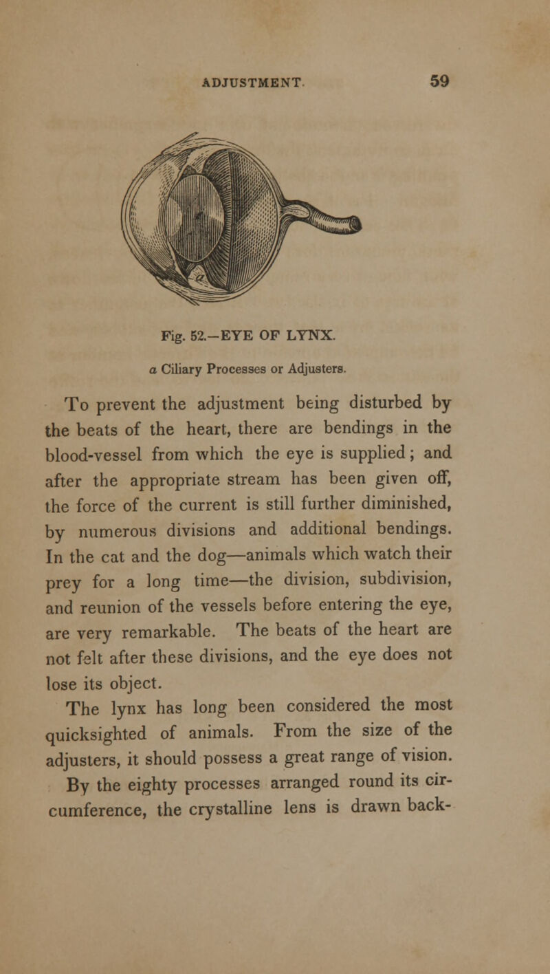 Fig. 52.-EYE OF LYNX. a Ciliary Processes or Adjusters. To prevent the adjustment being disturbed by the beats of the heart, there are bendings in the blood-vessel from which the eye is supplied; and after the appropriate stream has been given off, the force of the current is still further diminished, by numerous divisions and additional bendings. In the cat and the dog—animals which watch their prey for a long time—the division, subdivision, and reunion of the vessels before entering the eye, are very remarkable. The beats of the heart are not felt after these divisions, and the eye does not lose its object. The lynx has long been considered the most quicksighted of animals. From the size of the adjusters, it should possess a great range of vision. By the eighty processes arranged round its cir- cumference, the crystalline lens is drawn back-