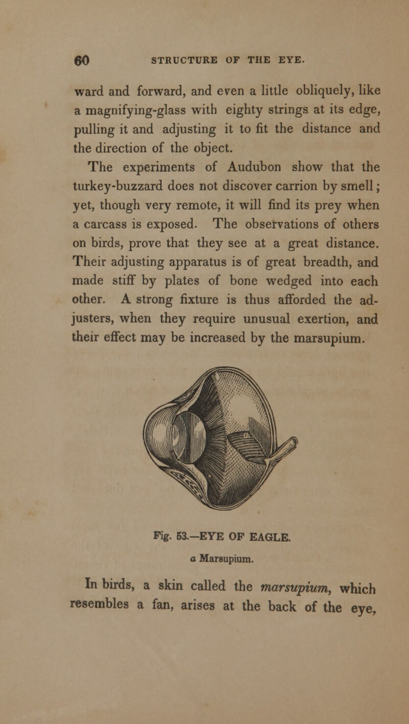 ward and forward, and even a little obliquely, like a magnifying-glass with eighty strings at its edge, pulling it and adjusting it to fit the distance and the direction of the object. The experiments of Audubon show that the turkey-buzzard does not discover carrion by smell; yet, though very remote, it will find its prey when a carcass is exposed. The observations of others on birds, prove that they see at a great distance. Their adjusting apparatus is of great breadth, and made stiff by plates of bone wedged into each other. A strong fixture is thus afforded the ad- justers, when they require unusual exertion, and their effect may be increased by the marsupium. Pig. 53.-EYE OP EAGLE. a Marsupium. In birds, a skin called the marsupium, which resembles a fan, arises at the back of the eye,