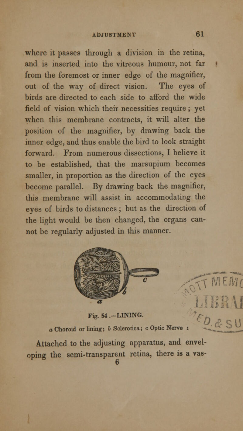 where it passes through a division in the retina, and is inserted into the vitreous humour, not far from the foremost or inner edge of the magnifier, out of the way of direct vision. The eyes of birds are directed to each side to afford the wide field of vision which their necessities require; yet when this membrane contracts, it will alter the position of the magnifier, by drawing back the inner edge, and thus enable the bird to look straight forward. From numerous dissections, I believe it to be established, that the marsupium becomes smaller, in proportion as the direction of the eyes become parallel. By drawing back the magnifier, this membrane will assist in accommodating the eyes of birds to distances ; but as the direction of the light would be then changed, the organs can- not be regularly adjusted in this manner. a Fig. 54 .-LINING, a Choroid or lining; 6 Sclerotica; c Optic Nerve : Attached to the adjusting apparatus, and envel- oping the semi-transparent retina, there is a vas- 6