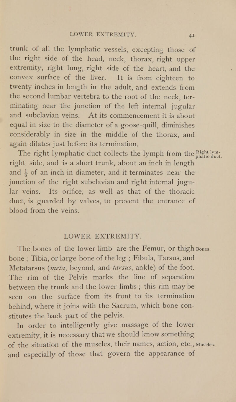 trunk of all the lymphatic vessels, excepting those of the right side of the head, neck, thorax, right upper extremity, right lung, right side of the heart, and the convex surface of the liver. It is from eighteen to twenty inches in length in the adult, and extends from the second lumbar vertebra to the root of the neck, ter- minating near the junction of the left internal jugular and subclavian veins. At its commencement it is about equal in size to the diameter of a goose-quill, diminishes considerably in size in the middle of the thorax, and again dilates just before its termination. The right lymphatic duct collects the lymph from the^f^1^ right side, and is a short trunk, about an inch in length and -i- of an inch in diameter, and it terminates near the junction of the right subclavian and right internal jugu- lar veins. Its orifice, as well as that of the thoracic duct, is guarded by valves, to prevent the entrance of blood from the veins. LOWER EXTREMITY. The bones of the lower limb are the Femur, or thigh Bones, bone ; Tibia, or large bone of the leg ; Fibula, Tarsus, and Metatarsus {incta, beyond, and tarsus, ankle) of the foot. The rim of the Pelvis marks the line of separation between the trunk and the lower limbs ; this rim maybe seen on the surface from its front to its termination behind, where it joins with the Sacrum, which bone con- stitutes the back part of the pelvis. In order to intelligently give massage of the lower extremity, it is necessary that we should know something of the situation of the muscles, their names, action, etc., Muscles, and especially of those that govern the appearance of