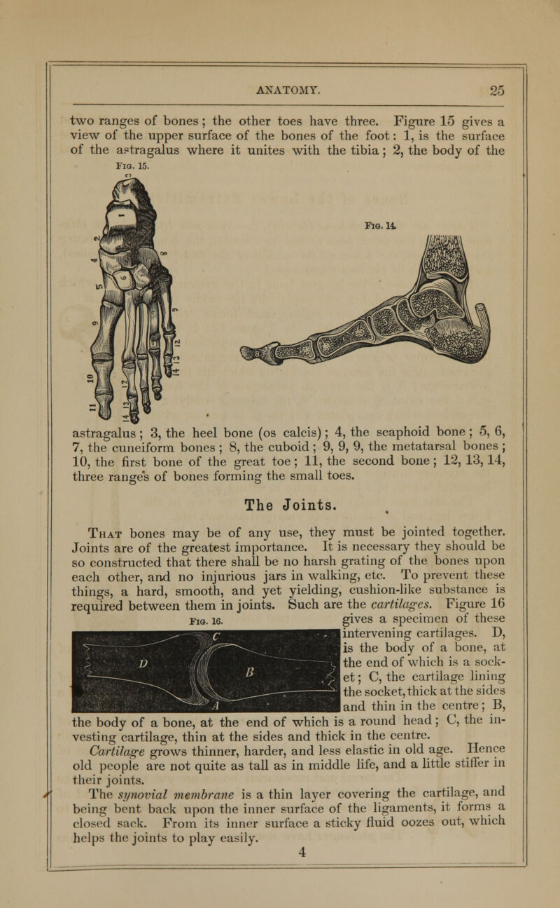 two ranges of bones; the other toes have three. Figure 15 gives a view of the upper surface of the bones of the foot: 1, is the surface of the astragalus where it unites with the tibia; 2, the body of the Fiq. 15. Fig.11 astragalus; 3, the heel bone (os calcis); 4, the scaphoid bone; 5, 6, 7, the cuneiform bones ; 8, the cuboid ; 9, 9, 9, the metatarsal bones ; 10, the first bone of the great toe; 11, the second bone; 12, 13,14, three range's of bones forming the small toes. The Joints. That bones may be of any use, they must be jointed together. Joints are of the greatest importance. It is necessary they should be so constructed that there shall be no harsh grating of the bones upon each other, and no injurious jars in walking, etc. To prevent these things, a hard, smooth, and yet yielding, cushion-like substance is required between them in joints. Such are the cartilages. Figure 16 no. 16. gives a specimen of these (intervening cartilages. D, is the body of a bone, at the end of which is a sock- et; C, the cartilage lining the socket, thick at the sides land thin in the centre; B, the body of a bone, at the end of which is a round head; C, the in- vesting cartilage, thin at the sides and thick in the centre. Cartilage grows thinner, harder, and less elastic in old age. Hence old people are not quite as tall as in middle life, and a little stiffer in their joints. The synovial membrane is a thin layer covering the cartilage, and being bent back upon the inner surface of the ligaments, it forms a closed sack. From its inner surface a sticky fluid oozes out, which helps the joints to play easily. 4