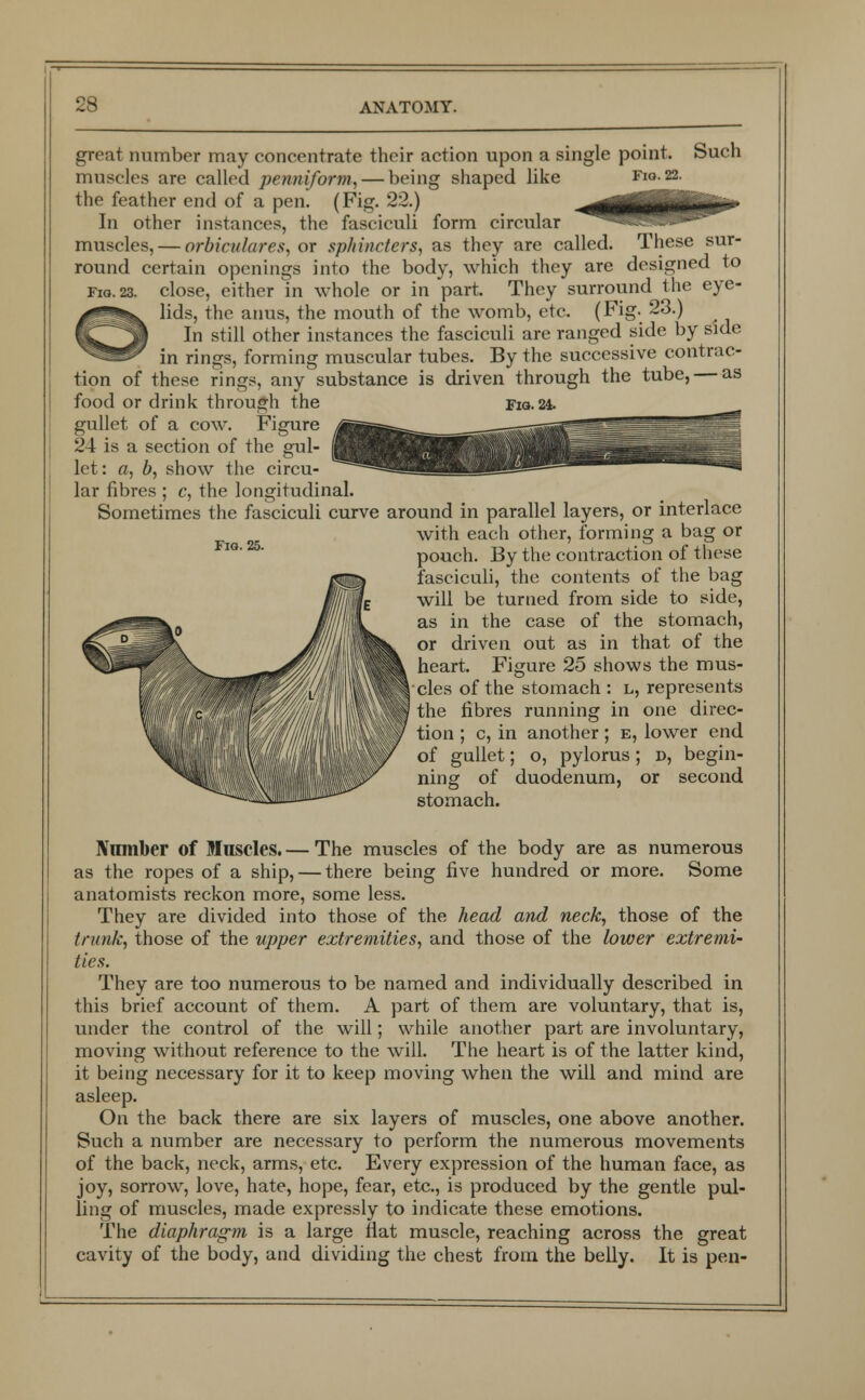 great number may concentrate their action upon a single point. Such muscles are called penniform,— being shaped like FlQ;_22' the feather end of a pen. (Fig. 22.) tmtmwm•<  ' In other instances, the fasciculi form circular muscles, — orbiculares, or sphincters, as they are called. These sur- round certain openings into the body, which they are designed to Fiq.23. close, either in whole or in part. They surround the eye- lids, the anus, the mouth of the womb, etc. (Fig. 23.) In still other instances the fasciculi are ranged side by side in rings, forming muscular tubes. By the successive contrac- tion of these rings, any substance is driven through the tube, as food or drink through the Fio. 24. gullet of a cow. Figure 24 is a section of the gul- let: a, b, show the circu- lar fibres ; c, the longitudinal. Sometimes the fasciculi curve around in parallel layers, or interlace with each other, forming a bag or pouch. By the contraction of these fasciculi, the contents of the bag will be turned from side to side, as in the case of the stomach, or driven out as in that of the heart. Figure 25 shows the mus- cles of the stomach : l, represents the fibres running in one direc- tion ; c, in another; e, lower end of gullet; o, pylorus; d, begin- ning of duodenum, or second stomach. Fig. 25. Nimiber of Muscles. — The muscles of the body are as numerous as the ropes of a ship, — there being five hundred or more. Some anatomists reckon more, some less. They are divided into those of the head and neck, those of the trunk, those of the upper extremities, and those of the lower extremi- ties. They are too numerous to be named and individually described in this brief account of them. A part of them are voluntary, that is, under the control of the will; while another part are involuntary, moving without reference to the will. The heart is of the latter kind, it being necessary for it to keep moving when the will and mind are asleep. On the back there are six layers of muscles, one above another. Such a number are necessary to perform the numerous movements of the back, neck, arms, etc. Every expression of the human face, as joy, sorrow, love, hate, hope, fear, etc., is produced by the gentle pul- ling of muscles, made expressly to indicate these emotions. The diaphragm is a large flat muscle, reaching across the great cavity of the body, and dividing the chest from the belly. It is pen-