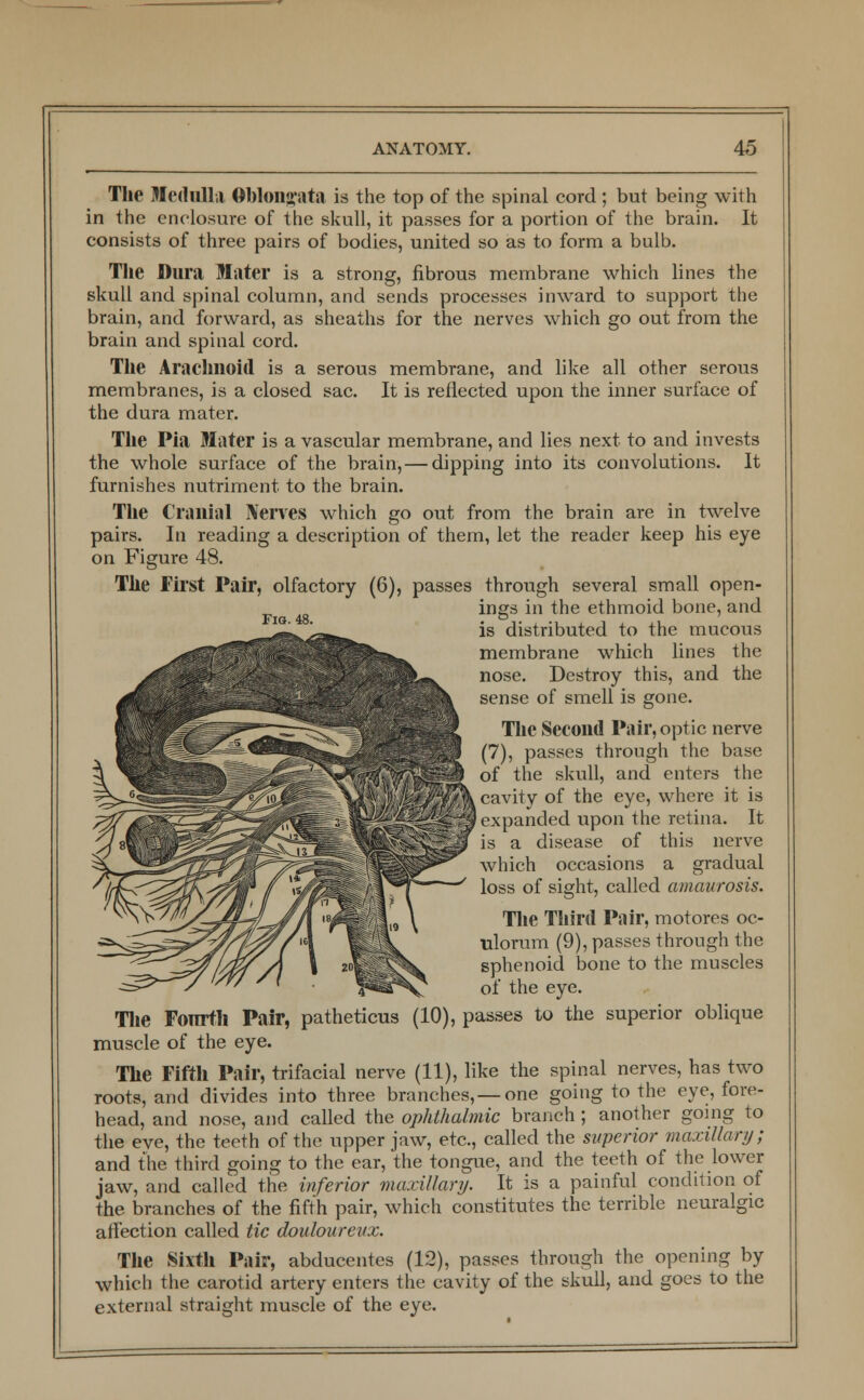 The Medulla Oblongata, is the top of the spinal cord ; but being with in the enclosure of the skull, it passes for a portion of the brain. It consists of three pairs of bodies, united so as to form a bulb. The Dura Mater is a strong, fibrous membrane which lines the skull and spinal column, and sends processes inward to support the brain, and forward, as sheaths for the nerves which go out from the brain and spinal cord. The Arachnoid is a serous membrane, and like all other serous membranes, is a closed sac. It is reflected upon the inner surface of the dura mater. The Pia Mater is a vascular membrane, and lies next to and invests the whole surface of the brain, — dipping into its convolutions. It furnishes nutriment to the brain. The Cranial Nerves which go out from the brain are in twelve pairs. In reading a description of them, let the reader keep his eye on Figure 48. The First Pair, olfactory (6), passes through several small open- ings in the ethmoid bone, and is distributed to the mucous membrane which lines the nose. Destroy this, and the Fig. 48. sense of smell is gone. The Second Pair, optic nerve (7), passes through the base of the skull, and enters the cavity of the eye, where it is expanded upon the retina. It is a disease of this nerve which occasions a gradual loss of sight, called amaurosis. The Third Pair, motores oc- ulorum (9), passes through the sphenoid bone to the muscles of the eye. The Fonrtli Pair, patheticus (10), passes to the superior oblique muscle of the eye. The Fifth Pair, trifacial nerve (11), like the spinal nerves, has two roots, and divides into three branches,—one going to the eye, fore- head, and nose, and called the ophthalmic branch; another going to the eye, the teeth of the upper jaw, etc., called the superior maxillary; and the third going to the ear, the tongue, and the teeth of the lower jaw, and called the inferior maxillary. It is a painful condition of the branches of the fifth pair, which constitutes the terrible neuralgic affection called tic douloureux. The Sixth Pair, abducentes (12), passes through the opening by which the carotid artery enters the cavity of the skull, and goes to the external straight muscle of the eye.