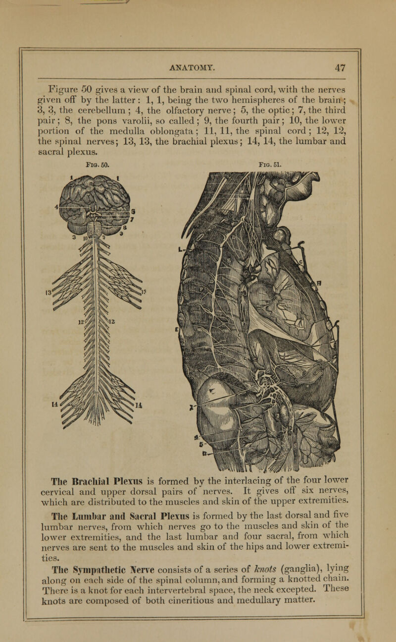 Figure 50 gives a view of the brain and spinal cord, with the nerves given off by the latter: 1, 1, being the two hemispheres of the brain ; 3, 3, the cerebellum ; 4, the olfactory nerve; 5, the optic; 7, the third pair; 8, the pons varolii, so called ; 9, the fourth pair; 10, the lower portion of the medulla oblongata; 11, 11, the spinal cord; 12, 12, the spinal nerves; 13, 13, the brachial plexus; 14, 14, the lumbar and sacral plexus. Fig. 50. Fig. 51. The Brachial Plexus is formed by the interlacing of the four lower cervical and upper dorsal pairs of nerves. It gives off six nerves, which are distributed to the muscles and skin of the upper extremities. The Lumbar and Sacral Plexus is formed by the last dorsal and five lumbar nerves, from which nerves go to the muscles and skin of the lower extremities, and the last lumbar and four sacral, from which nerves are sent to the muscles and skin of the hips and lower extremi- ties. The Sympathetic Nerve consists of a series of knots (ganglia), lying along on each side of the spinal column, and forming a knotted chain. There is a knot for each intervertebral space, the neck excepted. These knots are composed of both cineritious and medullary matter.