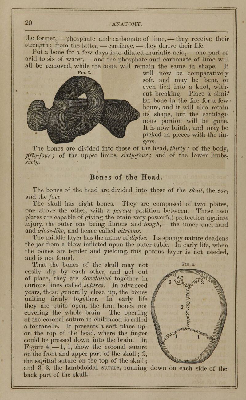 the former, — phosphate and-carbonate of lime, — they receive their strength ; from the latter, — cartilage, — they derive their life. Put a bone for a few days into diluted muriatic acid, — one part of acid to six of water, — and the phosphate and carbonate of lime will all be removed, while the bone will remain the same in shape. It fig-3- will now be comparatively soft, and may be bent, or even tied into a knot, with- out breaking. Place a simi- lar bone in the fire for a few hours, and it will also retain its shape, but the cartilagi- nous portion will be gone. It is now brittle, and may be picked in pieces with the fin- gers. The bones are divided into those of the head, thirty ; of the body, fifty-four ; of the upper limbs, sixty-four; and of the lower limbs, sixty. Bones of the Head. Fig. 4. The bones of the head are divided into those of the skull, the ear, and the face. The skull has eight bones. They are composed of two plates, one above the other, with a porous partition between. These two plates are capable of giving the brain very powerful protection against injury, the outer one being fibrous and tough, — the inner one, hard and glass-like, and hence called vitreous. The middle layer has the name ofdiploe. Its spongy nature deadens the jar from a blow inflicted upon the outer table. In early life, when the bones are tender and yielding, this porous layer is not needed, and is not found. That the bones of the skull may not easily slip by each other, and get out of place, they are dovetailed together in curious lines called sutures. In advanced years, these generally close up, the bones uniting firmly together. In early life they are quite open, the firm bones not covering the whole brain. The opening of the coronal suture in childhood is called a fontanelle. It presents a soft place up- on the top of the head, where the finger could be pressed down into the brain. In Figure 4, — 1, 1, show the coronal suture on the front and upper part of the skull; 2, the sagittal suture on the top of the skull; and 3, 3, the lambdoidal suture, running down on each side of the back part of the skull.