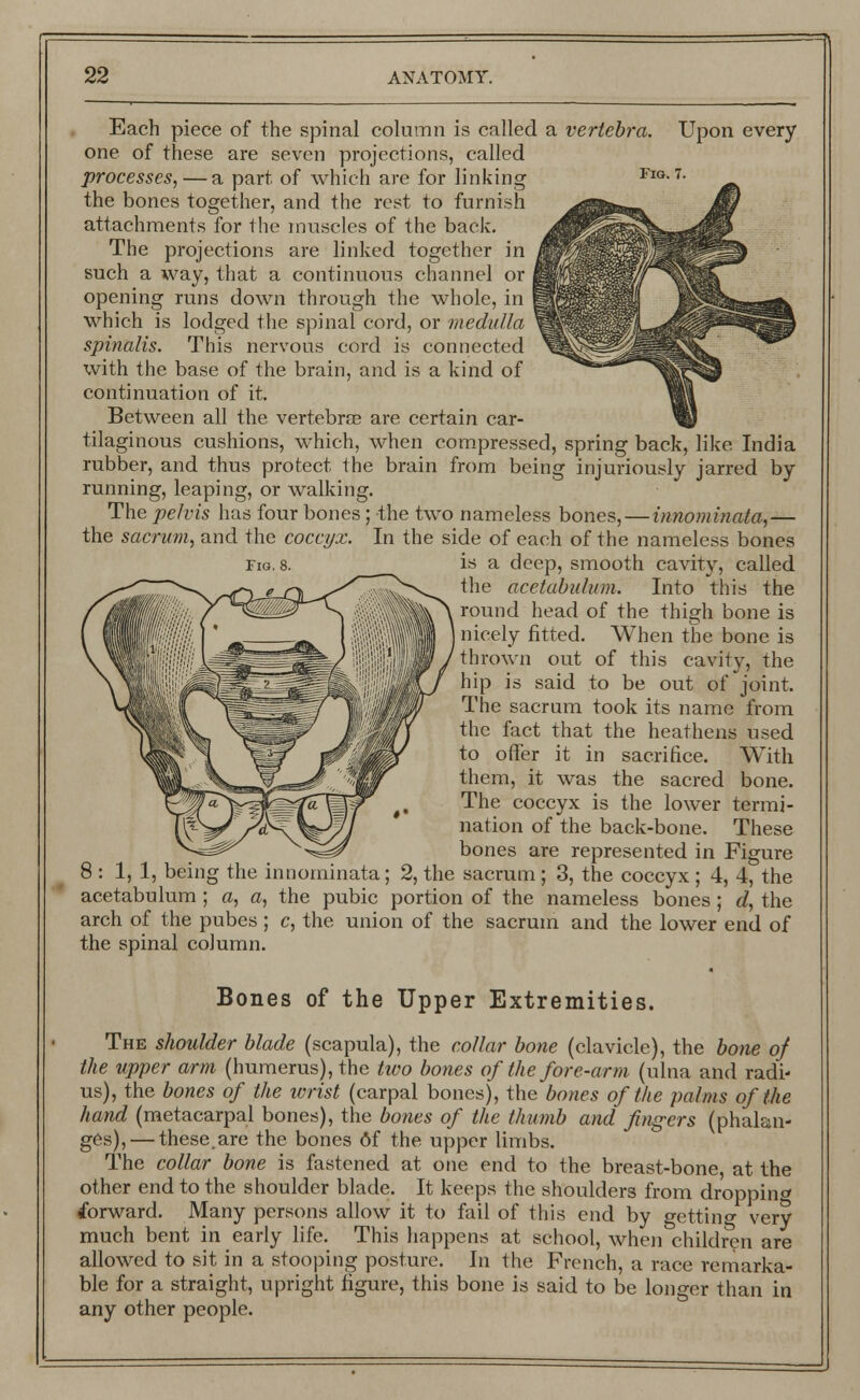 Fig. 7. Each piece of the spinal column is called a vertebra. Upon every one of these are seven projections, called processes, — a part of which are for linking the bones together, and the rest to furnish attachments for the muscles of the back. The projections are linked together in such a way, that a continuous channel or opening runs down through the whole, in which is lodged the spinal cord, or medulla spinalis. This nervous cord is connected with the base of the brain, and is a kind of continuation of it. Between all the vertebrae are certain car- tilaginous cushions, which, when compressed, spring back, like India rubber, and thus protect the brain from being injuriously jarred by running, leaping, or walking. The pelvis has four bones; the two nameless bones,—innominata,— the sacrum, and the coccyx. In the side of each of the nameless bones is a deep, smooth cavity, called Fig. 8. the acetabulum. Into this the round head of the thigh bone is nicely fitted. When the bone is thrown out of this cavity, the hip is said to be out of joint. The sacrum took its name from the fact that the heathens used to offer it in sacrifice. With them, it was the sacred bone. The coccyx is the lower termi- nation of the back-bone. These bones are represented in Figure 8 : 1,1, being the innominata; 2, the sacrum; 3, the coccyx ; 4, 4, the acetabulum ; a, a, the pubic portion of the nameless bones; d, the arch of the pubes ; c, the union of the sacrum and the lower end of the spinal column. Bones of the Upper Extremities. The shoulder blade (scapula), the collar bone (clavicle), the bone of the upper arm (humerus), the two bones of the fore-arm (ulna and radi- us), the bones of the wrist (carpal bones), the bones of the palms of the hand (metacarpal bones), the bones of the thumb and fingers (phalan- ges),— these.are the bones 6f the upper limbs. The collar bone is fastened at one end to the breast-bone, at the other end to the shoulder blade. It keeps the shoulders from dropping forward. Many persons allow it to fail of this end by getting very much bent in early life. This happens at school, when children are allowed to sit in a stooping posture. In the French, a race remarka- ble for a straight, upright figure, this bone is said to be longer than in any other people.