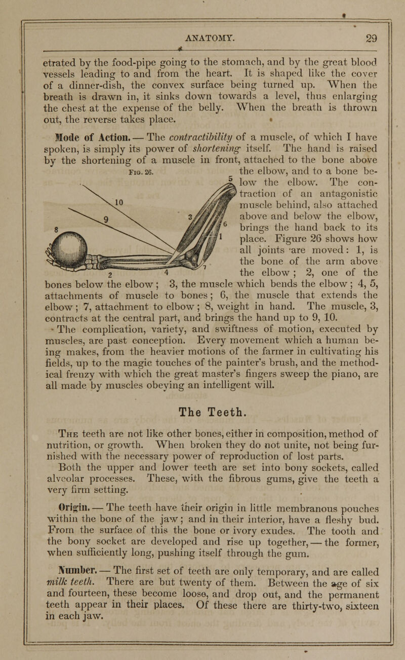 etrated by the food-pipe going to the stomach, and by the great blood vessels leading to and from the heart. It is shaped like the cover of a dinner-dish, the convex surface being turned up. When the breath is drawn in, it sinks down towards a level, thus enlarging the chest at the expense of the belly. When the breath is thrown out, the reverse takes place. • Mode of Action. — The contractibility of a muscle, of which I have spoken, is simply its power of shortening itself. The hand is raised by the shortening of a muscle in front, attached to the bone above no. 26. the elbow, and to a bone be- low the elbow. The con- traction of an antagonistic muscle behind, also attached above and below the elbow, brings the hand back to its place. Figure 26 shows how all joints are moved: 1, is the bone of the arm above 4 the elbow ; 2, one of the bones below the elbow ; 3, the muscle which bends the elbow ; 4, 5, attachments of muscle to bones; 6, the muscle that extends the elbow ; 7, attachment to elbow; 8, weight in hand. The muscle, 3, contracts at the central part, and brings the hand up to 9, 10. • The complication, variety, and swiftness of motion, executed by muscles, are past conception. Every movement which a human be- ing makes, from the heavier motions of the farmer in cultivating his fields, up to the magic touches of the painters brush, and the method- ical frenzy with which the great master's fingers sweep the piano, are all made by muscles obeying an intelligent will. The Teeth. The teeth are not like other bones, either in composition, method of nutrition, or growth. When broken they do not unite, not being fur- nished with the necessary power of reproduction of lost parts. Both the upper and lower teeth are set into bony sockets, called alveolar processes. These, with the fibrous gums, give the teeth a very firm setting. Origin. — The teeth have their origin in little membranous pouches within the bone of the jaw; and in their interior, have a fleshy bud. From the surface of this the bone or ivory exudes. The tooth and the bony socket are developed and rise up together, — the former, when sufficiently long, pushing itself through the gum. Number The first set of teeth are only temporary, and are called milk teeth. There are but twenty of them. Between the »ge of six and fourteen, these become loose, and drop out, and the permanent teeth appear in their places. Of these there are thirty-two, sixteen in each jaw.