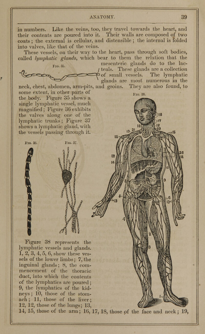 Fio. 35. in numbers. Like the veins, too, they travel towards the heart, and their contents are poured into it. Their walls are composed of two coats ; the external is cellular, and distensible ; the internal is folded into valves, like that of the veins. These vessels, on their way to the heart, pass through soft bodies, called lymphatic glands, which bear to them the relation that the mesenteric glands do to the lac- teals. These glands are a collection 'of small vessels. The lymphatic glands are most numerous in the neck, chest, abdomen, arm-pits, and groins. They are also found, to some extent, in other parts of the body. Figure 35 shows a single lymphatic vessel, much magnified ; Figure 36 exhibits the valves along one of the lymphatic trunks ; Figure 37 shows a lymphatic gland, with the vessels passing through it. Fig. 36. Fig. 3 Figure 38 represents the lymphatic vessels and glands. 1, 2, 3, 4, 5, 6, show these ves- sels of the lower limbs; 7, the inguinal glands; 8, the com- mencement of the thoracic duct, into which the contents of the lymphatics are poured ; 9, the lymphatics of the kid- neys ; 10, those of the stom- ach ; 11, those of the liver; 12, 12, those of the lungs; 13, 14, 15, those of the arm; 16, 17, 18, those of the face and neck; 19,