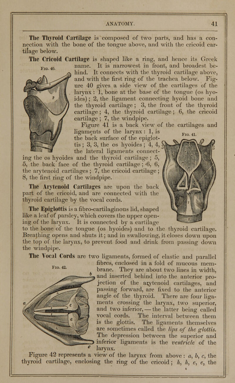 The Thyroid Cartilage is composed of two parts, and has a con- nection with the bone of the tongue above, and with the cricoid car- tilage below. Fig. 40. The Cricoid Cartilage is shaped like a ring, and hence its Greek name. It is narrowest in front, and broadest be- hind. It connects with the thyroid cartilage above, and with the first ring of the trachea below. Fig- ure 40 gives a side view of the cartilages of the larynx : 1, bone at the base of the tongue (os hyo- ides); 2, the ligament connecting hyoid bone and the thyroid cartilage ; 3, the front of the thyroid cartilage ; 4, the thyroid cartilage ; 6, the cricoid cartilage ; 7, the windpipe. Figure 41 is a back view of the cartilages and ligaments of the larynx : 1, is the back surface of the epiglot- tis ; 3, 3, the os hyoides; 4, 4, the lateral ligaments connect- ing the os hyoides and the thyroid cartilage ; 5, 5, the back face of the thyroid cartilage ; -6, 6, the arytenoid cartilages ; 7, the cricoid cartilage ; 8, the first ring of the windpipe. Fig. 41. Fig. 42. The Arytenoid Cartilages are upon the back part of the cricoid, and are connected with the thyroid cartilage by the vocal cords. The Epiglottis is a fibro-cartilaginous lid, shaped like a leaf of parsley, which covers the upper open- ing of the larynx. It is connected by a cartilage to the bone of the tongue (os hyoides) and to the thyroid cartilage. Breathing opens and shuts it; and in swallowing, it closes down upon the top of the larynx, to prevent food and drink from passing down the windpipe. The Vocal Cords are two ligaments, formed of elastic and parallel fibres, enclosed in a fold of mucous mem- brane. They are about two lines in width, and inserted behind into the anterior pro- jection of the arytenoid cartilages, and passing forward, are fixed to the anterior angle of the thyroid. There are four liga- ments crossing the larynx, two superior, and two inferior, — the latter being called vocal cords. The interval between them is the glottis. The ligaments themselves are sometimes called the lips of the glottis. The depression between the superior and inferior ligaments is the ventricle of the larynx. Figure 42 represents a view of the larynx from above : a, b, c, the thyroid cartilage, enclosing the ring of the cricoid; /*, h, e, e,. the