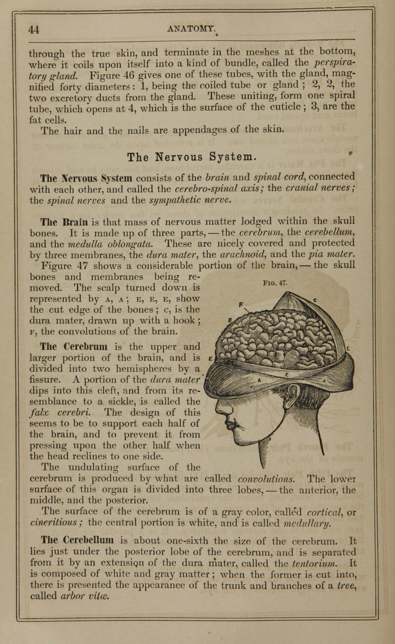 through the true skin, and terminate in the meshes at the bottom, where it coils upon itself into a kind of bundle, called the perspira- tory gland. Figure 46 gives one of these tubes, with the gland, mag- nified forty diameters: 1, being the coiled tube or gland ; 2, 2, the two excretory ducts from the gland. These uniting, form one spiral tube, which opens at 4, which is the surface of the cuticle ; 3, are the fat cells. The hair and the nails are appendages of the skin. The Nervous System. The Nervous System consists of the brain and spinal cord, connected with each other, and called the cerebrospinal axis; the cranial nerves; the spinal nerves and the sympathetic nerve. The Brain is that mass of nervous matter lodged within the skull bones. It is made up of three parts, — the cerebrum, the cerebellum, and the medulla oblongata. These are nicely covered and protected by three membranes, the dura mater, the arachnoid, and the pia mater. Figure 47 shows a considerable portion of the brain, — the skull bones and membranes being re- moved. The scalp turned down is represented by a, a ; e, e, e, show the cut edge of the bones ; c, is the dura mater, drawn up with a hook ; f, the convolutions of the brain. The Cerebrum is the upper and larger portion of the brain, and is divided into two hemispheres by a fissure. A portion of the dura mater' dips into this cleft, and from its re- semblance to a sickle, is called the falx cerebri. The design of this seems to be to support each half of the brain, and to prevent it from pressing upon the other half when the head reclines to one side. The undulating surface of the cerebrum is produced by what are called convolutions. The lower surface of this organ is divided into three lobes, — the anterior, the middle, and the posterior. The surface of the cerebrum is of a gray color, calle'd cortical, or cineritious; the central portion is white, and is called medullary. The Cerebellum is about one-sixth the size of the cerebrum. It lies just under the posterior lobe of the cerebrum, and is separated from it by an extension of the dura mater, called the tentorium. It is composed of white and gray matter; when the former is cut into, there is presented the appearance of the trunk and branches of a tree, called arbor vita.