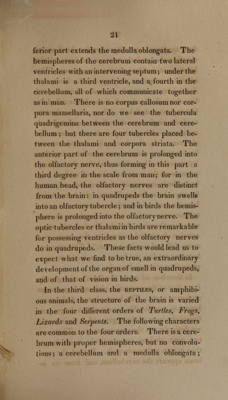 ferior part extends the medulla oblongata. The hemispheres of the cerebrum contain two lateral ventricles with an intervening septum; under the thalami is a third ventricle, and a. fourth in the cerebellum, all of which communicate together as in man. There is no corpus callosum nor cor- pora mamcllaria, nor do we see the tubercula quadrigemina between the cerebrum and cere- bellum ; but there are four tubercles placed be- tween the thalami and corpora striata. The anterior part of the cerebrum is prolonged into the olfactory nerve, thus forming in this part a third degree in the scale from man; for in the human head, the olfactory nerves are distinct from the brain: in quadrupeds the brain swells into an olfactory tubercle; and in birds the hemis- phere is prolonged into the olfactory nerve. The optic tubercles or thalami in birds are remarkable for possessing ventricles as the olfactory nerves do in quadrupeds. These facts would lead us to expect what we find to be true, an extraordinary development of the organ of smell in quadrupeds, and of that of vision in birds. In the third class, the reptiles, or amphibi- ous animals, the structure of the brain is varied in the four different orders of Turtles, Frogs, Lizards and Serpents. The following characters are common to the four orders. There is a cere- brum with proper hemispheres, but no convolu- tions; a cerebellum and a medulla oblongata;