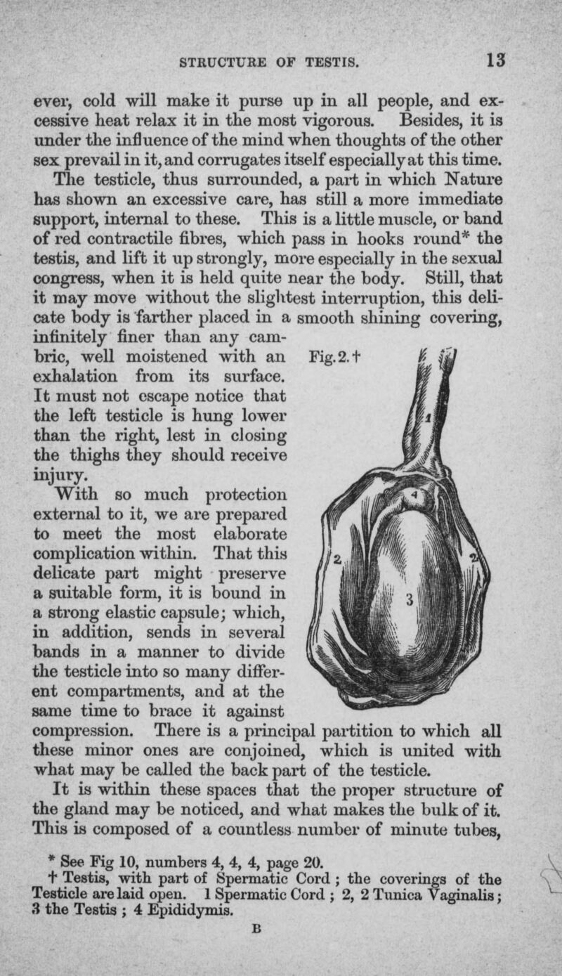 Fig.2.t ever, cold will make it purse up in all people, and ex- cessive heat relax it in the most vigorous. Besides, it is under the influence of the mind when thoughts of the other sex prevail in it, and corrugates itself especially at this time. The testicle, thus surrounded, a part in which Nature has shown an excessive care, has still a more immediate support, internal to these. This is a little muscle, or band of red contractile fibres, which pass in hooks round* the testis, and lift it up strongly, more especially in the sexual congress, when it is held quite near the body. Still, that it may move without the slightest interruption, this deli- cate body is farther placed in a smooth shining covering, infinitely finer than any cam- bric, well moistened with an exhalation from its surface. It must not escape notice that the left testicle is hung lower than the right, lest in closing the thighs they should receive injury. With so much protection external to it, we are prepared to meet the most elaborate complication within. That this delicate part might preserve a suitable form, it is bound in a strong elastic capsule; which, in addition, sends in several bands in a manner to divide the testicle into so many differ- ent compartments, and at the same time to brace it against compression. There is a principal partition to which all these minor ones are conjoined, which is united with what may be called the back part of the testicle. It is within these spaces that the proper structure of the gland may be noticed, and what makes the bulk of it. This is composed of a countless number of minute tubes, * See Fig 10, numbers 4, 4, 4, page 20. t Testis, with part of Spermatic Cord ; the coverings of the Testicle are laid open. 1 Spermatic Cord ; 2, 2 Tunica Vaginalis; 3 the Testis ; 4 Epididymis. B