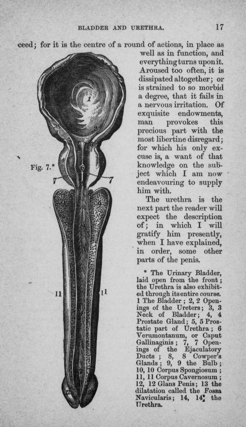 Fig. 7 ceed; for it is the centre of a round of actions, in place as well as in function, and everything turns upon it. Aroused too often, it is dissipated altogether; or is strained to so morbid a degree, that it fails in a nervous irritation. Of exquisite endowments, man provokes this precious part with the most libertine disregard; for which his only ex- cuse is, a want of that knowledge on the sub- ject which I am now endeavouring to supply him with. The urethra is the next part the reader will expect the description of; in which I will gratify him presently, when I have explained, in order, some other parts of the penis. * The Urinary Bladder, laid open from the front; the Urethra is also exhibit- ed through its entire course. 1 The Bladder ; 2, 2 Open- ings of the Ureters; 3, 3 Neck of Bladder; 4, 4 Prostate Gland; 5, 5 Pros- tatic part of Urethra; 6 Verumontanum, or Caput Gallinaginis; 7, 7 Open- ings of the Ejaculatory Ducts ; 8, 8 Cowper's Glands; 9, 9 the Bulb; 10, 10 Corpus Spongiosum ; 11, 11 Corpus Cavernosum ; 12, 12 Glans Penis; 13 the dilatation called the Fossa Navicularis; 14, 14 the Urethra.