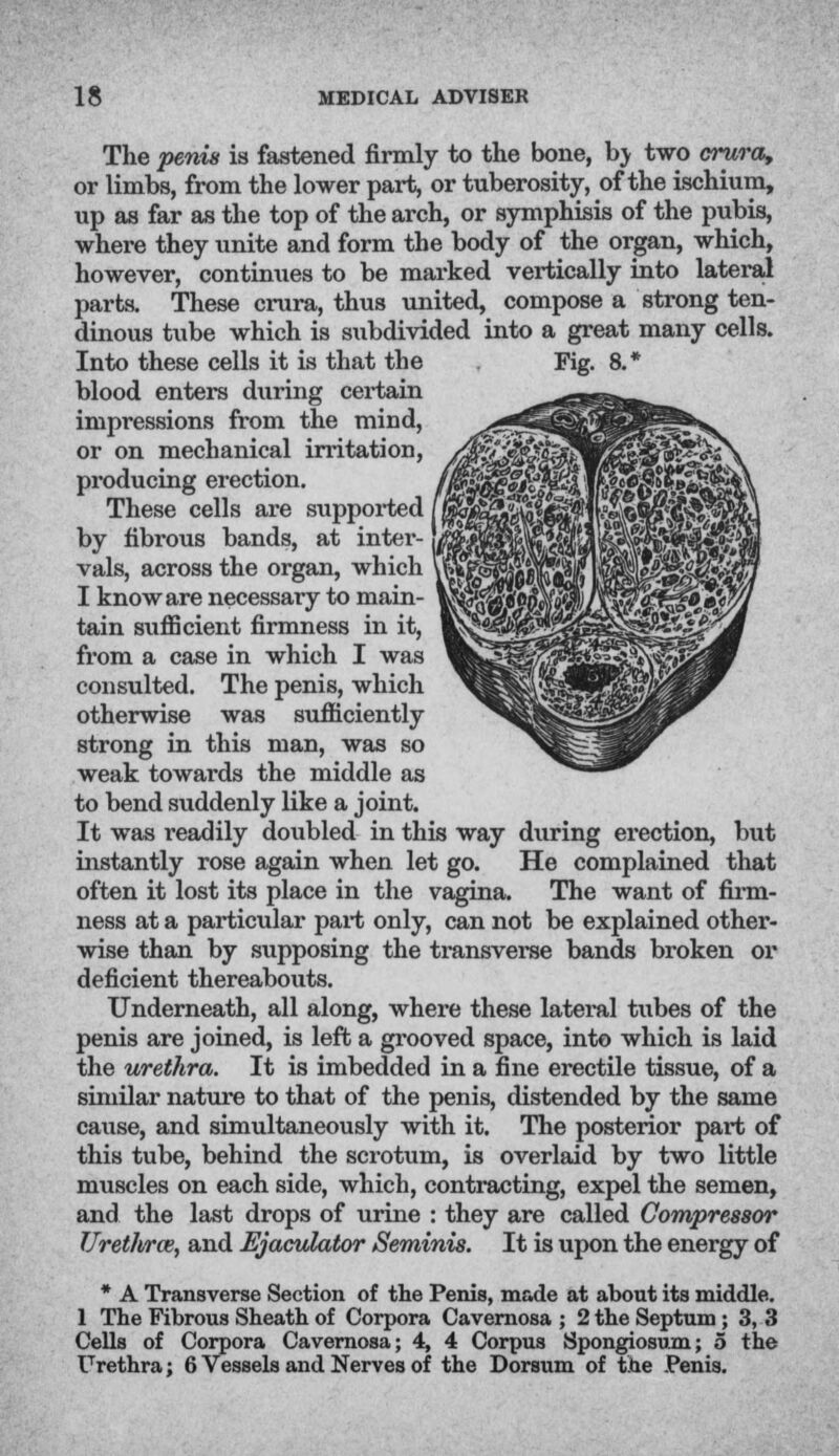 The penis is fastened firmly to the bone, by two crura, or limbs, from the lower part, or tuberosity, of the ischium, up as far as the top of the arch, or symphisis of the pubis, where they unite and form the body of the organ, which, however, continues to be marked vertically into lateral parts. These crura, thus united, compose a strong ten- dinous tube which is subdivided into a great many cells. Into these cells it is that the Fig. 8.* blood enters during certain impressions from the mind, or on mechanical irritation, producing erection. These cells are supported by fibrous bands, at inter- vals, across the organ, which I know are necessary to main- tain sufficient firmness in it, from a case in which I was consulted. The penis, which otherwise was sufficiently strong in this man, was so weak towards the middle as to bend suddenly like a joint. It was readily doubled in this way during erection, but instantly rose again when let go. He complained that often it lost its place in the vagina. The want of firm- ness at a particular part only, can not be explained other- wise than by supposing the transverse bands broken or deficient thereabouts. Underneath, all along, where these lateral tubes of the penis are joined, is left a grooved space, into which is laid the urethra. It is imbedded in a fine erectile tissue, of a similar nature to that of the penis, distended by the same cause, and simultaneously with it. The posterior part of this tube, behind the scrotum, is overlaid by two little muscles on each side, which, contracting, expel the semen, and the last drops of urine : they are called Compressor Urethrce, and Ejaculator Seminis. It is upon the energy of * A Transverse Section of the Penis, made at about its middle. 1 The Fibrous Sheath of Corpora Cavernosa ; 2 the Septum; 3, 3 Cells of Corpora Cavernosa; 4, 4 Corpus Spongiosum; 5 the Urethra; 6 Vessels and Nerves of the Dorsum of the Penis.