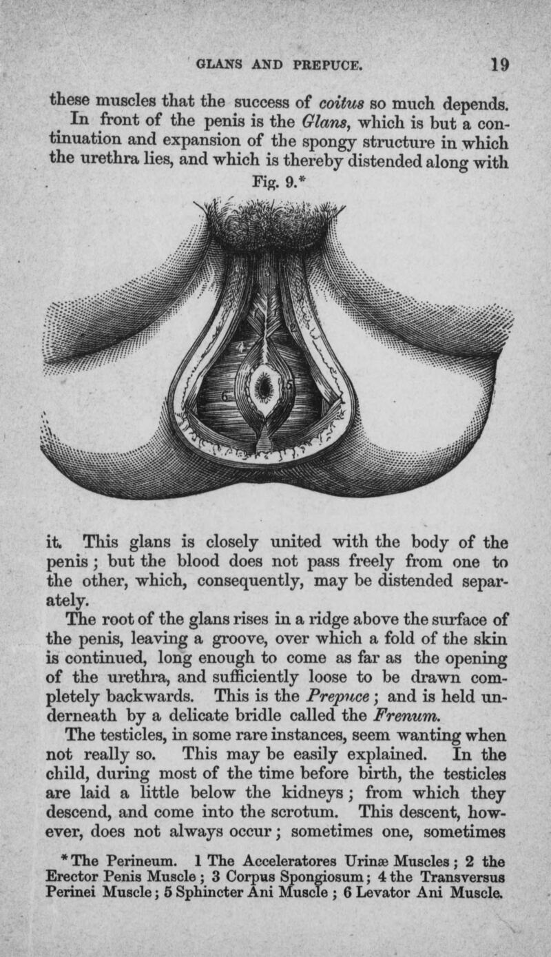 these muscles that the success of coitus so much depends. ^ In front of the penis is the Glans, which is but a con- tinuation and expansion of the spongy structure in which the urethra lies, and which is thereby distended along with Fig. 9.* it. This glans is closely united with the body of the penis; but the blood does not pass freely from one to the other, which, consequently, may be distended separ- ately. The root of the glans rises in a ridge above the surface of the penis, leaving a groove, over which a fold of the skin is continued, long enough to come as far as the opening of the urethra, and sufficiently loose to be drawn com- pletely backwards. This is the Prepuce; and is held un- derneath by a delicate bridle called the Frenum. The testicles, in some rare instances, seem wanting when not really so. This may be easily explained. In the child, during most of the time before birth, the testicles are laid a little below the kidneys; from which they descend, and come into the scrotum. This descent, how- ever, does not always occur; sometimes one, sometimes * The Perineum. 1 The Acceleratores Urinse Muscles ; 2 the Erector Penis Muscle ; 3 Corpus Spongiosum; 4 the Transversus Perinei Muscle; 5 Sphincter Ani Muscle ; 6 Levator Ani Muscle.