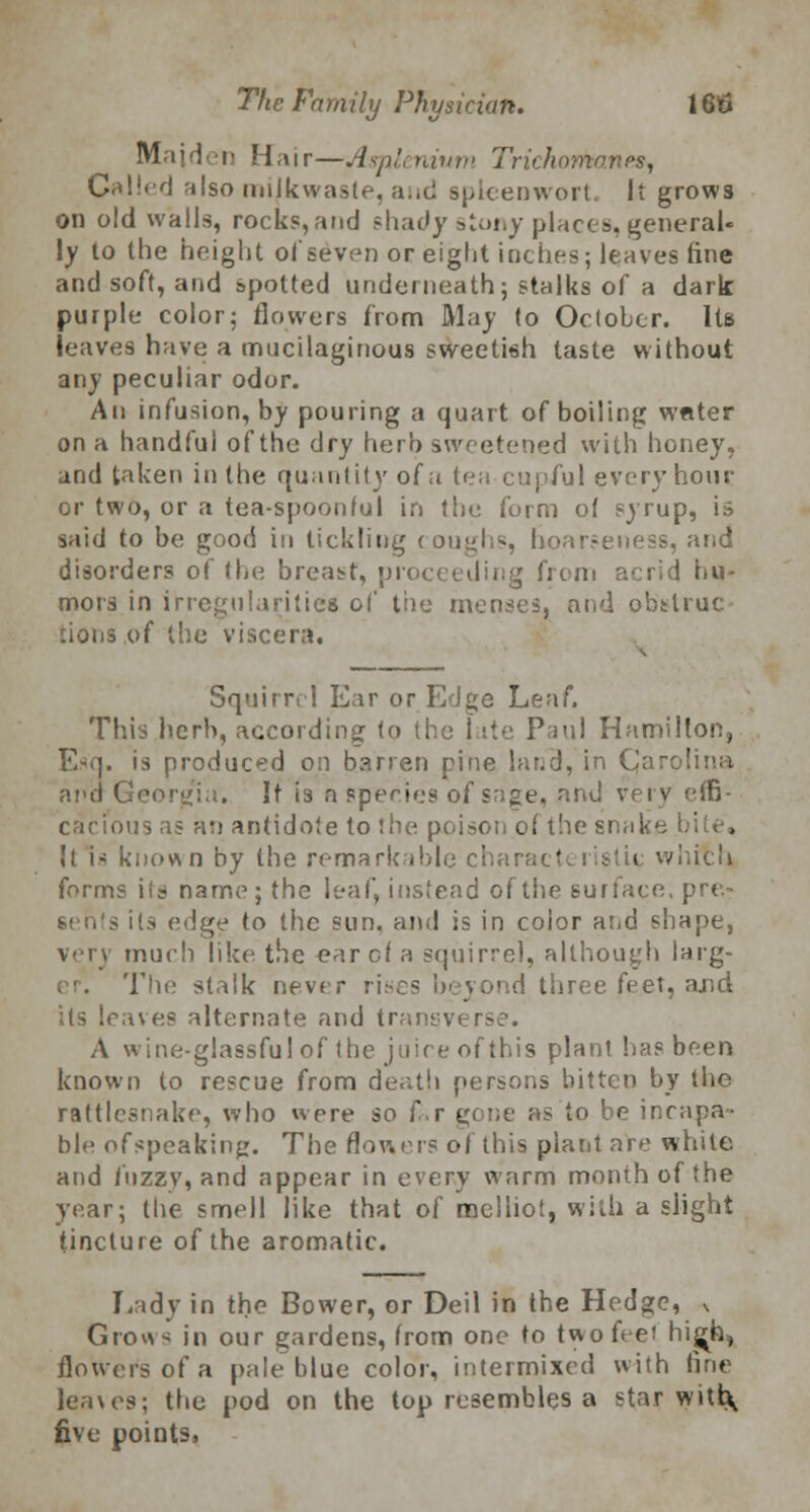 Maiden Hai r—Asplt nium Triehorkanes^ Called also nnikwaste, and spicenwort. It grows on old wails, rocks, and shady stony places, general- ly to the height of seven or eight inches; leaves fine and soft, and spotted underneath; stalks of a dark purple color; flowers from May to October. Us leaves have a mucilaginous sweetish taste without any peculiar odor. An infusion, by pouring a quart of boiling water on a handful of the dry herb sweetened with honey, and taken in the quantity of a tea cupful every hour or two, or a tea-spoonful in the form of syrup, is said to be good in tickling coughs, hoarseness, and disorders of the breast, pro< from acrid hu- mors in irregularities of the menses, and obslruc cions of the viscera. Squirrel Ear or Edge Leaf, This herb, according <o (he late Paul Hamilton, Esq. is produced on barren pine land, in C,n: and Georgia. It is a species of sage, and very effi- cacious as an antidote to the poison of the snake ltis known by the remarkable charact i which forms its name; the leaf, instead of the surface, pre- its edge to the sun, and is in color and shape, very much like the ear of a squirrel, although larg- The stalk never rises beyond three feet, ajid Us leaves alternate and transverse. A wine-glassful of the juice of this plant has been known to rescue from death persons bitten by the rattlesnake, who were so f,r gone as to be incapa- ble of speaking. The flowers of this plant are white and fuzzy, and appear in every warm month of the year; the smell like that of melliot, with a slight tincture of the aromatic. Lady in the Bower, or Deil in the Hedge, v Gron-i in our gardens, from one to two fee! hij^h, flowers of a pale blue color, intermixed with fine leaves; the pod on the top resembles a star witt\ five points,