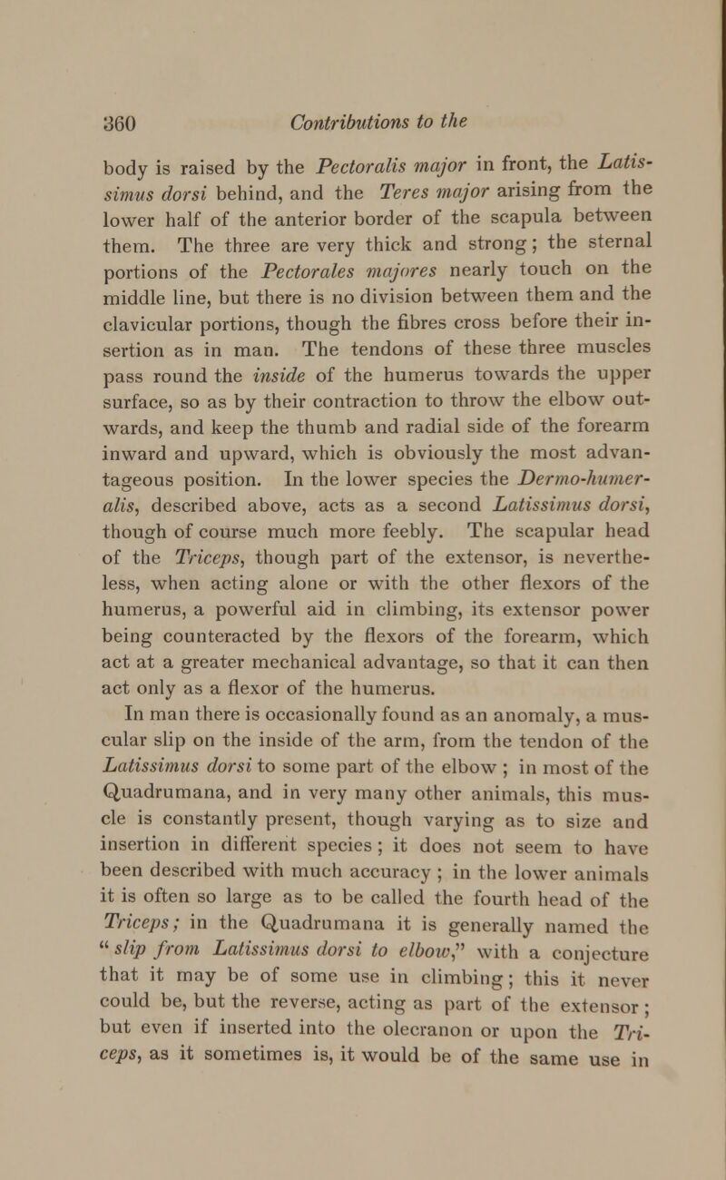 body is raised by the Pectoralis major in front, the Latis- simus dorsi behind, and the Teres major arising from the lower half of the anterior border of the scapula between them. The three are very thick and strong; the sternal portions of the Pectorales majores nearly touch on the middle line, but there is no division between them and the clavicular portions, though the fibres cross before their in- sertion as in man. The tendons of these three muscles pass round the inside of the humerus towards the upper surface, so as by their contraction to throw the elbow out- wards, and keep the thumb and radial side of the forearm inward and upward, which is obviously the most advan- tageous position. In the lower species the Dermo-humer- alis, described above, acts as a second Latissimus dorsi, though of course much more feebly. The scapular head of the Triceps, though part of the extensor, is neverthe- less, when acting alone or with the other flexors of the humerus, a powerful aid in climbing, its extensor power being counteracted by the flexors of the forearm, which act at a greater mechanical advantage, so that it can then act only as a flexor of the humerus. In man there is occasionally found as an anomaly, a mus- cular slip on the inside of the arm, from the tendon of the Latissimus dorsi to some part of the elbow ; in most of the Quadrumana, and in very many other animals, this mus- cle is constantly present, though varying as to size and insertion in different species ; it does not seem to have been described with much accuracy ; in the lower animals it is often so large as to be called the fourth head of the Triceps; in the Quadrumana it is generally named the  slip from Latissimus dorsi to elbow? with a conjecture that it may be of some use in climbing; this it never could be, but the reverse, acting as part of the extensor ■ but even if inserted into the olecranon or upon the Tri- ceps, as it sometimes is, it would be of the same use in