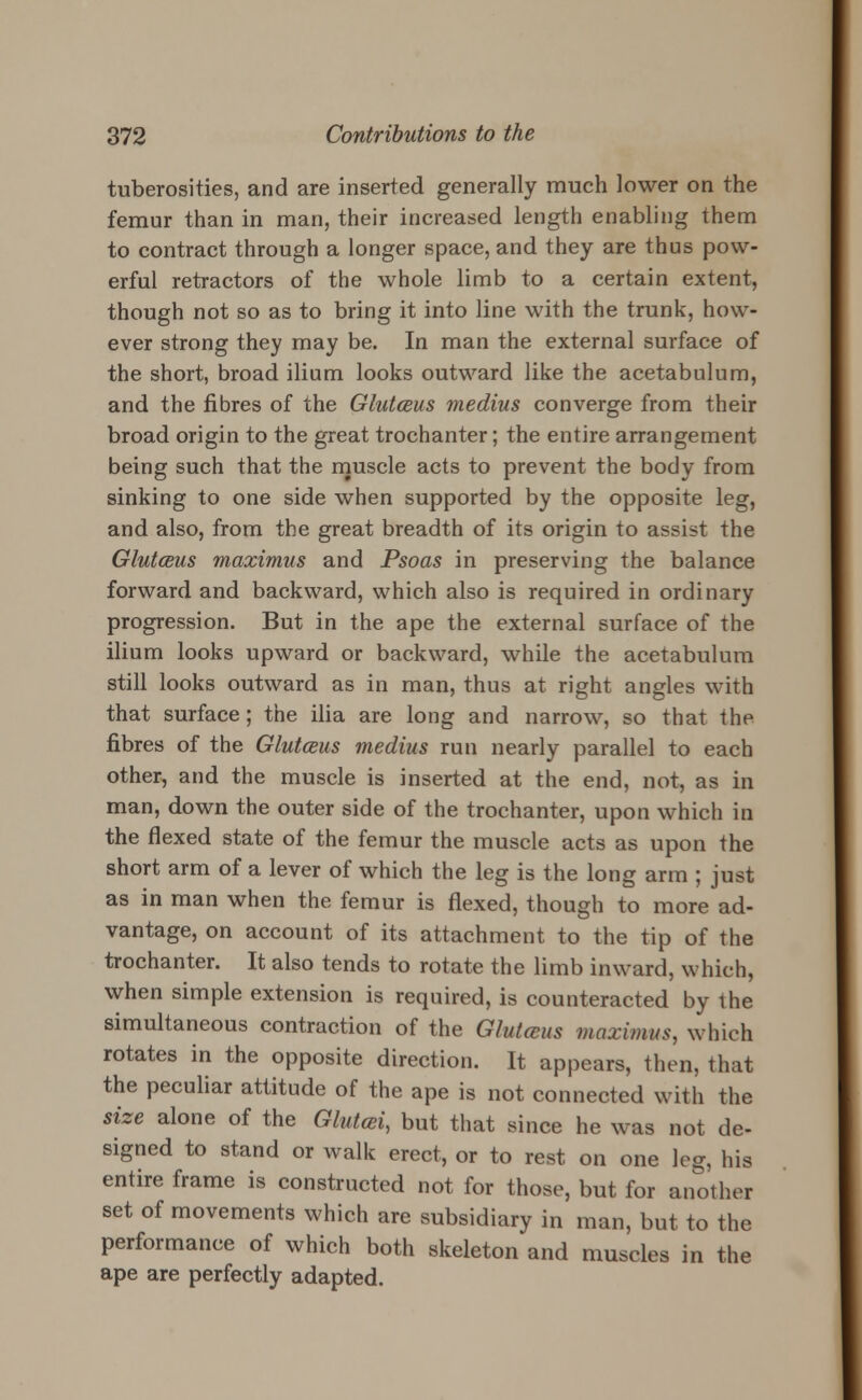 tuberosities, and are inserted generally much lower on the femur than in man, their increased length enabling them to contract through a longer space, and they are thus pow- erful retractors of the whole limb to a certain extent, though not so as to bring it into line with the trunk, how- ever strong they may be. In man the external surface of the short, broad ilium looks outward like the acetabulum, and the fibres of the Glutceus medius converge from their broad origin to the great trochanter; the entire arrangement being such that the muscle acts to prevent the body from sinking to one side when supported by the opposite leg, and also, from the great breadth of its origin to assist the Glutceus maximus and Psoas in preserving the balance forward and backward, which also is required in ordinary progression. But in the ape the external surface of the ilium looks upward or backward, while the acetabulum still looks outward as in man, thus at right angles with that surface; the ilia are long and narrow, so that the fibres of the Glutceus medius run nearly parallel to each other, and the muscle is inserted at the end, not, as in man, down the outer side of the trochanter, upon which in the flexed state of the femur the muscle acts as upon the short arm of a lever of which the leg is the long arm ; just as in man when the femur is flexed, though to more ad- vantage, on account of its attachment to the tip of the trochanter. It also tends to rotate the limb inward, which, when simple extension is required, is counteracted by the simultaneous contraction of the Glutceus maximus, which rotates in the opposite direction. It appears, then, that the peculiar attitude of the ape is not connected with the size alone of the Glutcei, but that since he was not de- signed to stand or walk erect, or to rest on one leg, his entire frame is constructed not for those, but for another set of movements which are subsidiary in man, but to the performance of which both skeleton and muscles in the ape are perfectly adapted.