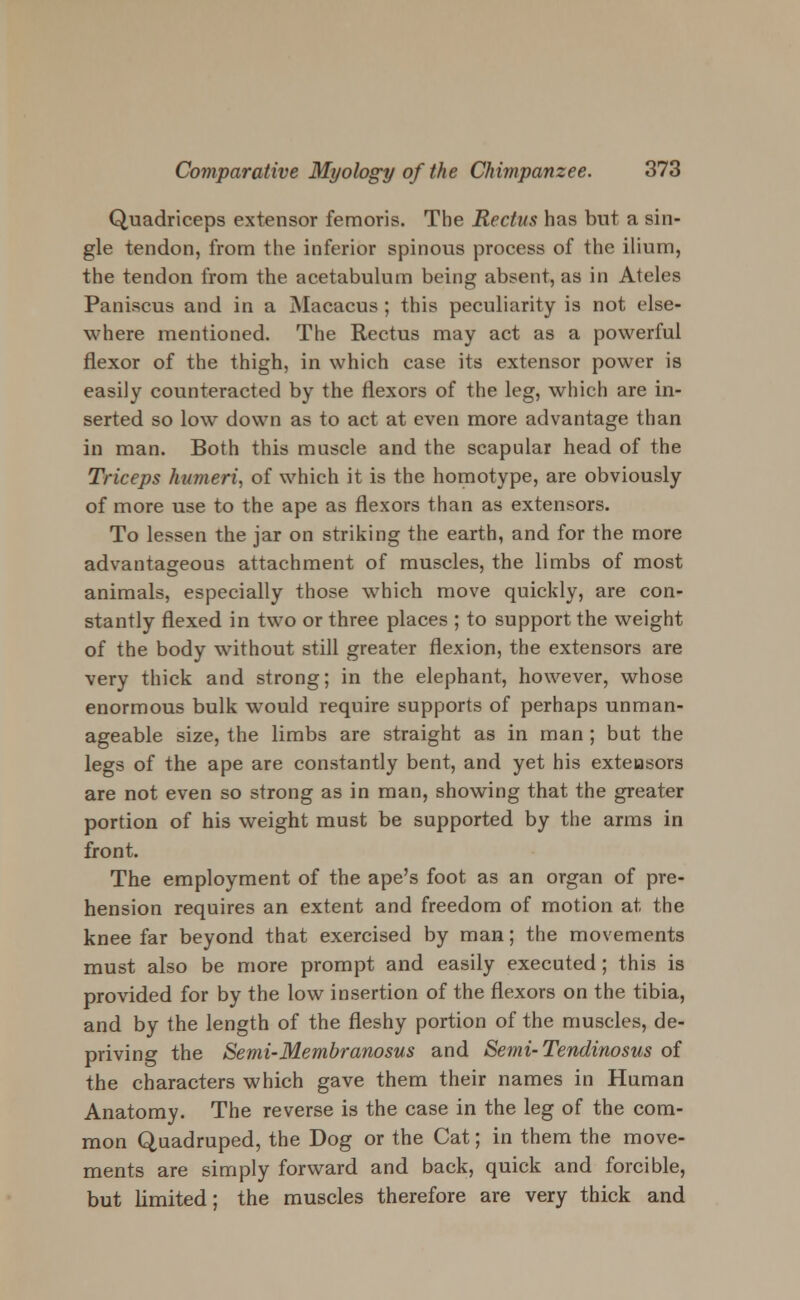 Quadriceps extensor femoris. The Rectus has but a sin- gle tendon, from the inferior spinous process of the ilium, the tendon from the acetabulum being absent, as in Ateles Paniscus and in a Macacus ; this peculiarity is not else- where mentioned. The Rectus may act as a powerful flexor of the thigh, in which case its extensor power is easily counteracted by the flexors of the leg, which are in- serted so low down as to act at even more advantage than in man. Both this muscle and the scapular head of the Triceps humeri, of which it is the homotype, are obviously of more use to the ape as flexors than as extensors. To lessen the jar on striking the earth, and for the more advantageous attachment of muscles, the limbs of most animals, especially those which move quickly, are con- stantly flexed in two or three places ; to support the weight of the body without still greater flexion, the extensors are very thick and strong; in the elephant, however, whose enormous bulk would require supports of perhaps unman- ageable size, the limbs are straight as in man; but the legs of the ape are constantly bent, and yet his extensors are not even so strong as in man, showing that the greater portion of his weight must be supported by the arms in front. The employment of the ape's foot as an organ of pre- hension requires an extent and freedom of motion at the knee far beyond that exercised by man; the movements must also be more prompt and easily executed; this is provided for by the low insertion of the flexors on the tibia, and by the length of the fleshy portion of the muscles, de- priving the Semi-Membranosus and Semi-Tendinosus of the characters which gave them their names in Human Anatomy. The reverse is the case in the leg of the com- mon Quadruped, the Dog or the Cat; in them the move- ments are simply forward and back, quick and forcible, but limited; the muscles therefore are very thick and