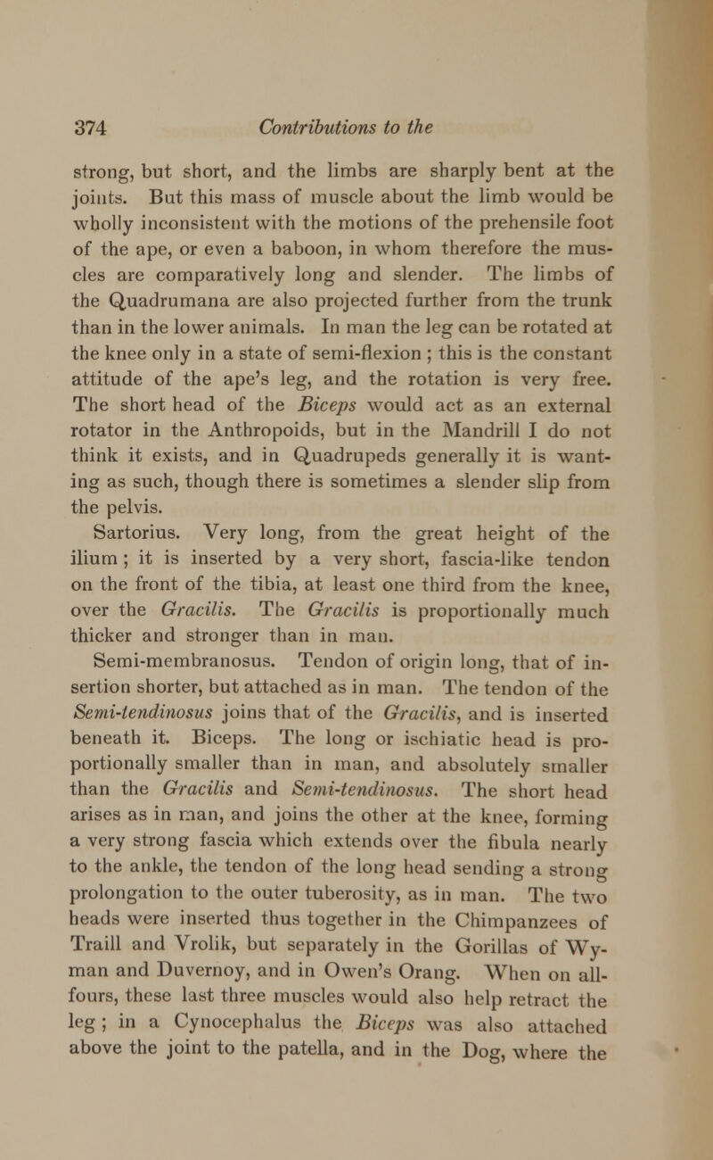strong, but short, and the limbs are sharply bent at the joints. But this mass of muscle about the limb would be wholly inconsistent with the motions of the prehensile foot of the ape, or even a baboon, in whom therefore the mus- cles are comparatively long and slender. The limbs of the Quadrumana are also projected further from the trunk than in the lower animals. In man the leg can be rotated at the knee only in a state of semi-flexion ; this is the constant attitude of the ape's leg, and the rotation is very free. The short head of the Biceps would act as an external rotator in the Anthropoids, but in the Mandrill I do not think it exists, and in Quadrupeds generally it is want- ing as such, though there is sometimes a slender slip from the pelvis. Sartorius. Very long, from the great height of the ilium ; it is inserted by a very short, fascia-like tendon on the front of the tibia, at least one third from the knee, over the Gracilis. The Gracilis is proportionally much thicker and stronger than in man. Semi-membranosus. Tendon of origin long, that of in- sertion shorter, but attached as in man. The tendon of the Semi-tendinosus joins that of the Gracilis, and is inserted beneath it. Biceps. The long or ischiatic head is pro- portionally smaller than in man, and absolutely smaller than the Gracilis and Semi-tendinosus. The short head arises as in man, and joins the other at the knee, forming a very strong fascia which extends over the fibula nearly to the ankle, the tendon of the long head sending a strono- prolongation to the outer tuberosity, as in man. The two heads were inserted thus together in the Chimpanzees of Traill and Vrolik, but separately in the Gorillas of Wy- man and Duvernoy, and in Owen's Orang. When on all- fours, these last three muscles would also help retract the leg; in a Cynocephalus the Biceps was also attached above the joint to the patella, and in the Dog, where the