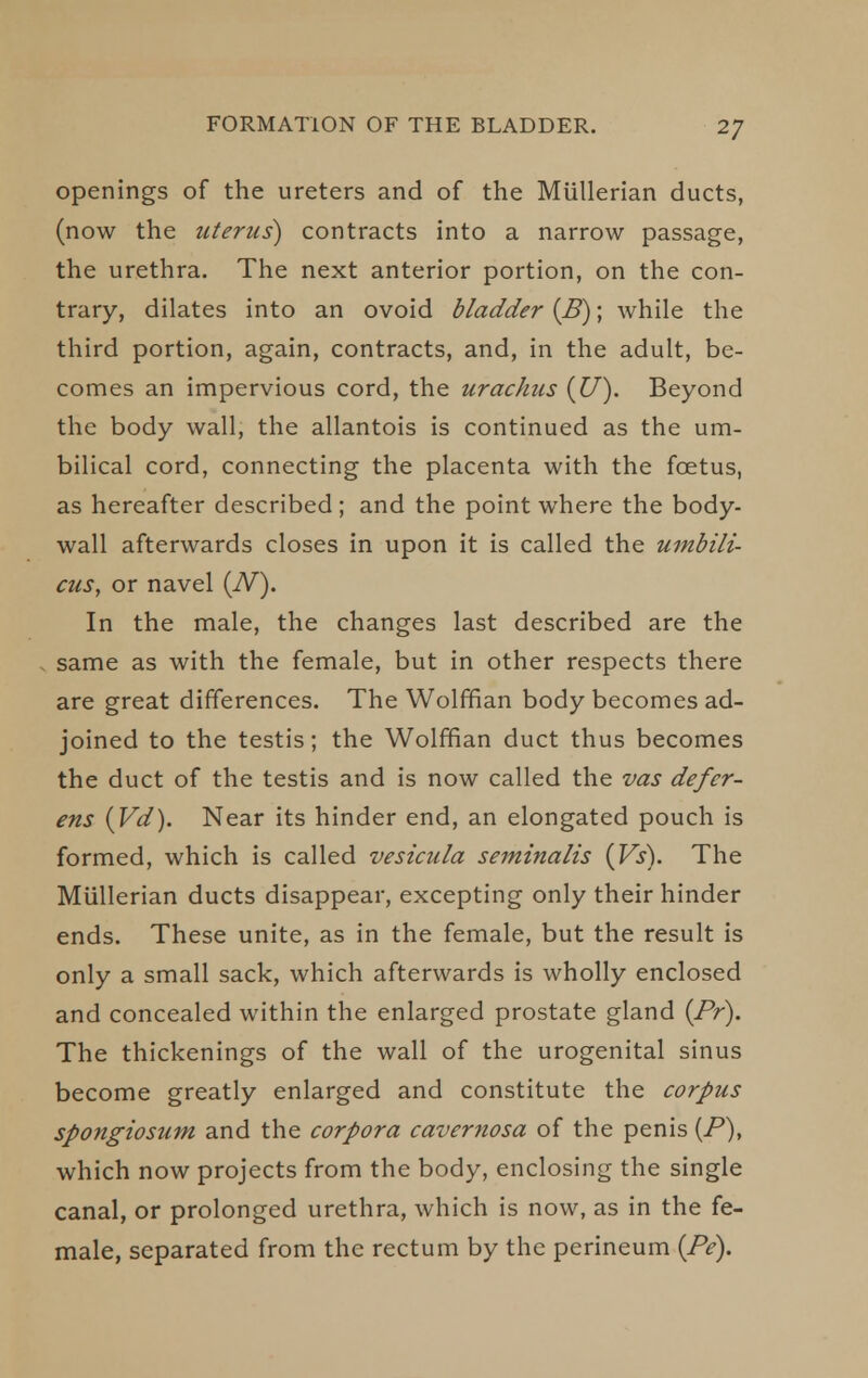 FORMATION OF THE BLADDER. openings of the ureters and of the Miillerian ducts, (now the uterus) contracts into a narrow passage, the urethra. The next anterior portion, on the con- trary, dilates into an ovoid bladder [B); while the third portion, again, contracts, and, in the adult, be- comes an impervious cord, the urachiis {U). Beyond the body wall, the allantois is continued as the um- bilical cord, connecting the placenta with the foetus, as hereafter described; and the point where the body- wall afterwards closes in upon it is called the umbili- cus, or navel (iV). In the male, the changes last described are the same as with the female, but in other respects there are great differences. The Wolffian body becomes ad- joined to the testis; the Wolffian duct thus becomes the duct of the testis and is now called the vas defer- ens {Vd). Near its hinder end, an elongated pouch is formed, which is called vesicula seminalis {Vs). The Miillerian ducts disappear, excepting only their hinder ends. These unite, as in the female, but the result is only a small sack, which afterwards is wholly enclosed and concealed within the enlarged prostate gland {Pr), The thickenings of the wall of the urogenital sinus become greatly enlarged and constitute the corpus spongiosum and the corpora cavernosa of the penis (P), which now projects from the body, enclosing the single canal, or prolonged urethra, which is now, as in the fe- male, separated from the rectum by the perineum {Pe).