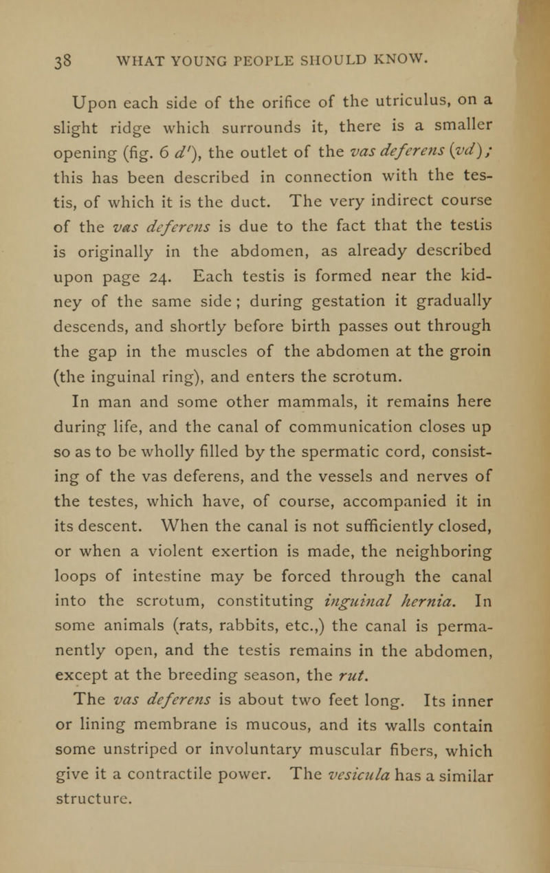 Upon each side of the orifice of the utriculus, on a slight ridge which surrounds it, there is a smaller opening (fig. 6 d'\ the outlet of the vas deferens {vd); this has been described in connection with the tes- tis, of which it is the duct. The very indirect course of the V41S deferens is due to the fact that the testis is originally in the abdomen, as already described upon page 24. Each testis is formed near the kid- ney of the same side; during gestation it gradually descends, and sho^rtly before birth passes out through the gap in the muscles of the abdomen at the groin (the inguinal ring), and enters the scrotum. In man and some other mammals, it remains here during life, and the canal of communication closes up so as to be wholly filled by the spermatic cord, consist- ing of the vas deferens, and the vessels and nerves of the testes, which have, of course, accompanied it in its descent. When the canal is not sufficiently closed, or when a violent exertion is made, the neighboring loops of intestine may be forced through the canal into the scrotum, constituting inguinal hernia. In some animals (rats, rabbits, etc.,) the canal is perma- nently open, and the testis remains in the abdomen, except at the breeding season, the rut. The vas deferens is about two feet long. Its inner or lining membrane is mucous, and its walls contain some unstriped or involuntary muscular fibers, which give it a contractile power. The vesicula has a similar structure.