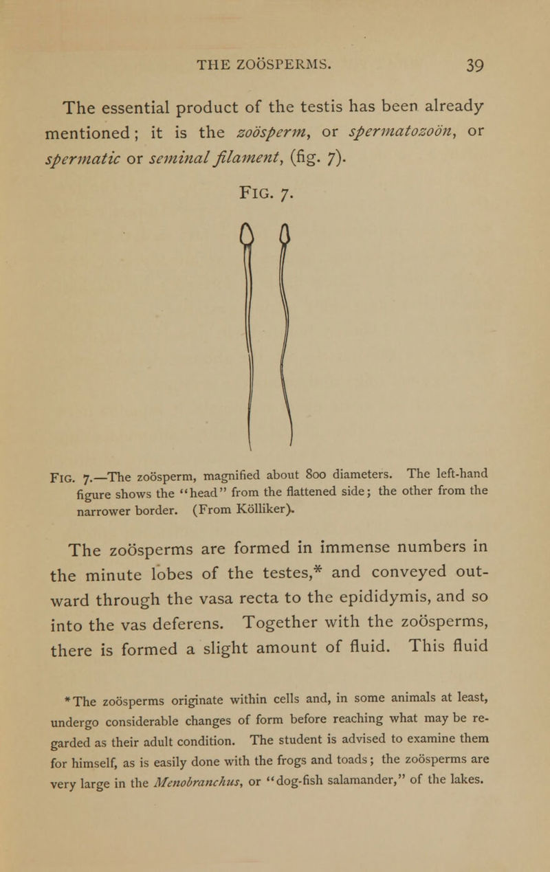 The essential product of the testis has been already- mentioned ; it is the zodsperm, or spermatozoon, or spermatic or seminal filament, (fig. 7). Fig. 7. 0 \ Fig. 7.—The zoosperm, magnified about 800 diameters. The left-hand figure shows the head from the flattened side; the other from the narrower border. (From Kolliker). The zoosperms are formed in immense numbers in the minute lobes of the testes,* and conveyed out- ward through the vasa recta to the epididymis, and so into the vas deferens. Together with the zoosperms, there is formed a slight amount of fluid. This fluid *The zoosperms originate within cells and, in some animals at least, undergo considerable changes of form before reaching what may be re- garded as their adult condition. The student is advised to examine them for himself, as is easily done with the frogs and toads; the zoosperms are very large in the Menobranchus, or dog-fish salamander, of the lakes.