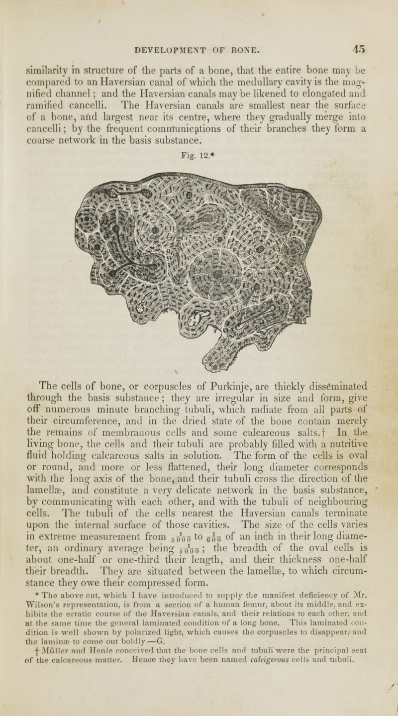 similarity in structure of the parts of a bone, that the entire bone may be compared to an Haversian canal of which the medullary cavity is the mag- nified channel; and the Haversian canals may be likened to elongated and ramified cancelli. The Haversian canals are smallest near the surface of a bone, and largest near its centre, where they gradually merge into cancelli; by the frequent communications of their branches they form a coarse network in the basis substance. Fig. 12 * V'^2 •£vr ■«/?, <>/i, »# ^S5S! Sfr^Jlr. Cr^-*->~**! ^~ :4?i>. $kBm &*$**:^--* 9W> *>yWV%*-; ~&l m Sa££&.° *1 ,S« *>m The cells of bone, or corpuscles of Purkinje, are thickly disseminated through the basis substance; they are irregular in size and form, give off numerous minute branching tubuli, which radiate from all parts of their circumference, and in the dried state of the bone contain merely the remains of membranous cells and some calcareous salts, f In the living bone, the cells and their tubuli are probably filled with a nutritive fluid holding calcareous salts in solution. The form of the cells is oval or round, and more or less flattened, their long diameter corresponds with the long axis of the bone, and their tubuli cross the direction of the lamella;, and constitute a very delicate network in the basis substance, by communicating with each other, and with the tubuli of neighbouring cells. The tubuli of the cells nearest the Haversian canals terminate upon the internal surface of those cavities. The size of the cells varies in extreme measurement from g^ou to s^ of an inch in their long diame- ter, an ordinary average being yo'oo ; the breadth of the oval cells is about one-half or one-third their length, and their thickness one-half their breadth. They are situated between the lamellae, to which circum- stance they owe their compressed form. * The above cut, which I have introduced to supply the manifest deficiency of Mr. Wilson's representation, is from a section of a human femur, about its middle, and ex- hibits the erratic course of the Haversian canals, and their relations to each other, and at the same time the general laminated condition of a long bone. This laminated con- dition is well shown by polarized light, which causes the corpuscles to disappear, and the lamina- to come out boldly.—G. -KMi'iller and Henle conceived that the bone cells and tubuli were the principal seat of the calcareous matter. Hence they have been named calcigerous cells and tubuli.