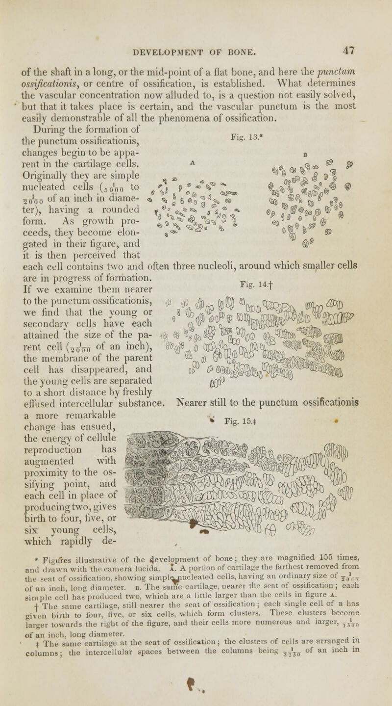 of the shaft in a long, or the mid-point of a flat bone, and here the punctum ossificationis, or centre of ossification, is established. What determines the vascular concentration now alluded to, is a question not easily solved, but that it takes place is certain, and the vascular punctum is the most easily demonstrable of all the phenomena of ossification. During the formation of the punctum ossificationis, g' changes begin to be appa- B rent in the cartilage cells. A ^ <§ & $> ^ Originally they are simple , »9 ^ | ©f  S 9 R. r^ ^ ^ <* <$© <§. to &3<B S* ^; nucleated cells (g^ to ^ * j p suoo °f an incn m diame- *> % J 8 ter), having a rounded T 8« ^» form. As growth pro- |^V*« ceeds, they become elon- gated in their figure, and it is then perceived that each cell contains two and often three nucleoli, around which smaller cells are in progress of formation. 0 9 #b &SM KB Nearer still to the punctum ossificationis • Fig. 15.* If we examine them nearer to the punctum ossificationis, we find that the young or secondary cells have each attained the size of the pa- rent cell (20V0 °f an inch), the membrane of the parent cell has disappeared, and the young cells tire separated to a short distance by freshly effused intercellular substance, a more remarkable change has ensued, the energy of cellule reproduction has augmented with proximity to the os- sifying point, and each cell in place of producing two, gives birth to four, five, or six young cells, w^hich rapidly de- * Figures illustrative of the development of bone; they are magnified 155 times, and drawn with the camera lucida. I. A portion of cartilage the farthest removed from the seal of ossification, showing simplejiucleated cells, having an ordinary size of Jt)\ . of an inch, long diameter, b. The same cartilage, nearer the seat of ossification; each simple cell has produced two, which are a little larger than the cells in figure a. + The same cartilage, still nearer the seat of ossification; each single cell of b has given birth to four, five, or six cells, which form clusters. These clusters become larger towards the right of the figure, and their cells more numerous and larger, TJ»Tn of an inch, long diameter. , $ The same cartilage at the seat of ossification; the clusters of cells are arranged in columns; the intercellular spaces between the columns being ^J^ of an inch in