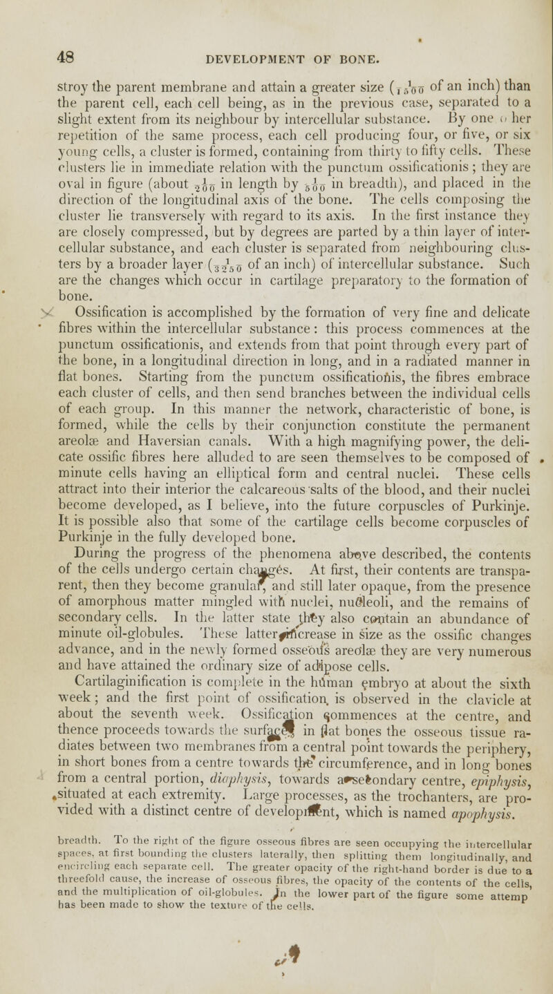 stroy the parent membrane and attain a greater size (, .-^o °f an inch) than the parent cell, each cell being, as in the previous case, separated to a slight extent from its neighbour by intercellular substance. By one o her repetition of the same process, each cell producing four, or five, or six young cells, a cluster is formed, containing from thirty to fifty cells. These clusters lie in immediate relation with the punctum ossificationis; they are oval in figure (about ^<j in length by 5^<j in breadth), and placed in the direction of the longitudinal axis of the bone. The cells composing the cluster lie transversely with regard to its axis. In the first instance they are closely compressed, but by degrees are parted by a thin layer of inter- cellular substance, and each cluster is separated from neighbouring clus- ters by a broader layer (j^o of an inch) of intercellular substance. Such are the changes which occur in cartilage preparatory to the formation of bone. Ossification is accomplished by the formation of very fine and delicate fibres within the intercellular substance: this process commences at the punctum ossificationis, and extends from that point through every part of the bone, in a longitudinal direction in long, and in a radiated manner in flat bones. Starting from the punctum ossificationis, the fibres embrace each cluster of cells, and then send branches between the individual cells of each group. In this manner the network, characteristic of bone, is formed, while the cells by their conjunction constitute the permanent areolse and Haversian canals. With a high magnifying power, the deli- cate ossific fibres here alluded to are seen themselves to be composed of minute cells having an elliptical form and central nuclei. These cells attract into their interior the calcareous salts of the blood, and their nuclei become developed, as I believe, into the future corpuscles of Purkinje. It is possible also that some of the cartilage cells become corpuscles of Purkinje in the fully developed bone. During the progress of the phenomena abe.ve described, the contents of the cells undergo certain changes. At first, their contents are transpa- rent, then they become granular^and still later opaque, from the presence of amorphous matter mingled with nuclei, nucleoli, and the remains of secondary cells. In the latter state fj*y also contain an abundance of minute oil-globules. These latter^rncrease in size as the ossific changes advance, and in the newly formed osseous areolse they are very numerous and have attained the ordinary size of ad*ipose cells. Cartilaginification is complete in the human embryo at about the sixth week; and the first point of ossification, is observed in the clavicle at about the seventh week. Ossification commences at the centre, and thence proceeds towards the surfa^ej in flat bones the osseous tissue ra- diates between two membranes from a central point towards the periphery, in short bones from a centre towards the'circumference, and in lono- bones from a central portion, diapkysis, towards a^sefcondary centre, epiphysis, .situated at each extremity. Large processes, as the trochanters, are pro- vided with a distinct centre of development, which is named apophysis. breadth. To the right of the figure osseous fibres are seen occupying the iutercellular spaces, at first bounding the clusters laterally, then splitting them longitudinally, and encircling each separate cell. The greater opacity of the right-hand border is due to a threefold cause, the increase of osseous fibres, the opacity of the contents of the cells, and the multiplication of oil-globules, jn the lower part of the figure some attemp' has been made to show the texture of the ceUs.