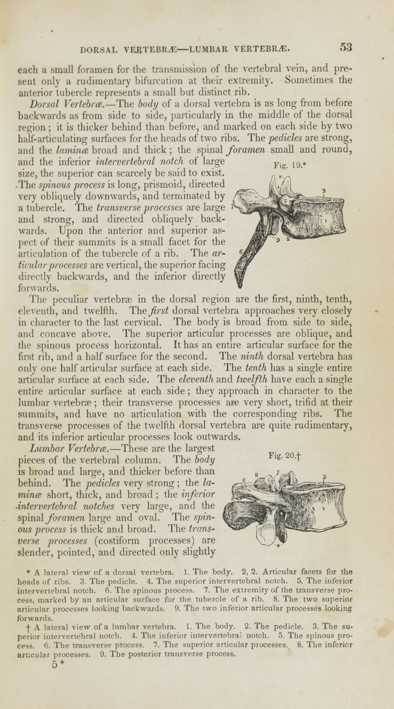 DORSAL VERTEBRA—LUMBAR VERTEBRAE. each a small foramen for the transmission of the vertebral vein, and pre- sent only a rudimentary bifurcation at their extremity. Sometimes the anterior tubercle represents a small but distinct rib. Dorsal Vertebra.—The body of a dorsal vertebra is as long from before backwards as from side to side, particularly in the middle of the dorsal region; it is thicker behind than before, and marked on each side by two half-articulating surfaces for the heads of two ribs. The pedicles are strong, and the lamina broad and thick; the spinal foramen small and round, and the inferior intervertebral notch of large size, the superior can scarcely be said to exist. -The spinous process is long, prismoid, directed very obliquely downwards, and terminated by a tubercle. The transverse processes are large and strong, and directed obliquely back- wards. Upon the anterior and superior as- pect of their summits is a small facet for the articulation of the tubercle of a rib. The ar- tinilarprocesses are vertical, the superior facing directly backwards, and the inferior directly forwards. The peculiar vertebrae in the dorsal region are the first, ninth, tenth, eleventh, and twelfth. The^rs^ dorsal vertebra approaches very closely in character to the last cervical. The body is broad from side to side, and concave above. The superior articular processes are oblique, and the spinous process horizontal. It has an entire articular surface for the first rib, and a half surface for the second. The ninth dorsal vertebra has only one half articular surface at each side. The tenth has a single entire articular surface at each side. The eleventh and twelfth have each a single entire articular surface at each side; they approach in character to the lumbar vertebras; their transverse processes are very short, trifid at their summits, and have no articulation with the corresponding ribs. The transverse processes of the twelfth dorsal vertebra are quite rudimentary, and its inferior articular processes look outwards. Lumbar Vertebra.—These are the largest pieces of the vertebral column. The body is broad and large, and thicker before than behind. The pedicles very strong ; the la- mina short, thick, and broad ; the inferior intervertebral notches very large, and the spinal foramen large and oval. The spin- ous process is thick and broad. The trans- verse processes (costiform processes) are slender, pointed, and directed only slightly * A lateral view of a dorsal vertebra. 1. The body. 2, 2. Articular facets for the heads of ribs. 3. The pedicle. 4. The superior intervertebral notch. 5. The inferior intervertebral notch. 6. The spinous process. 7. The extremity of the transverse pro- cess, marked by an articular surface for the tubercle of a rib. 8. The two superior articular processes looking backwards. 9. The two inferior articular processes looking forwards. + A lateral view of a lumbar vertebra. 1. The body. 2. The pedicle. 3. The su- perior intervertebral notch. 4. The inferior intervertebral notch. 5. The spinous pro- cess. 6. The transverse process. 7. The superior articular processes. 8. The inferior articular processes. 9. The posterior transverse process. 5* Fig. 20.f