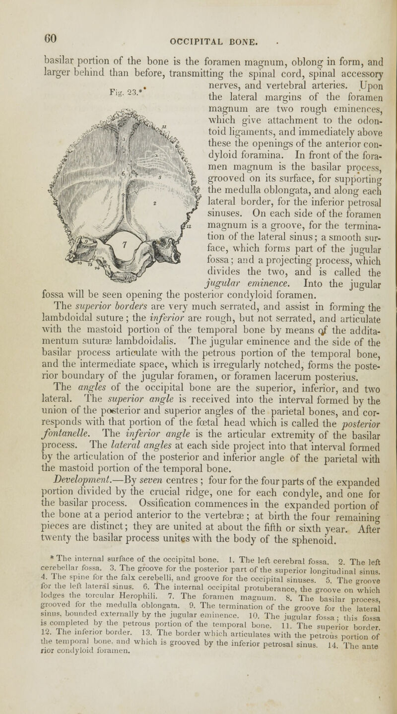 OCCIPITAL BONE. 23. basilar portion of the bone is the foramen magnum, oblong in form, and larger behind than before, transmitting the spinal cord, spinal accessory nerves, and vertebral arteries. Upon the lateral margins of the foramen magnum are two rough eminences, which give attachment to the odon- toid ligaments, and immediately above these the openings of the anterior con- dyloid foramina. In front of the fora- men magnum is the basilar process, grooved on its surface, for supporting the medulla oblongata, and along each lateral border, for the inferior petrosal sinuses. On each side of the foramen magnum is a groove, for the termina- tion of the lateral sinus; a smooth sur- face, which forms part of the jugular fossa; and a projecting process, which divides the two, and is called the jugular eminence. Into the jugular fossa will be seen opening the posterior condyloid foramen. The superior borders are very much serrated, and assist in forming the lambdoidal suture; the inferior are rough, but not serrated, and articulate with the mastoid portion of the temporal bone by means 0/ the addita- mentum suturae lambdoidalis. The jugular eminence and the side of the basilar process articulate with the petrous portion of the temporal bone, and the intermediate space, which is irregularly notched, forms the poste- rior boundary of the jugular foramen, or foramen lacerum posterius. The angles of the occipital bone are the superior, inferior, and two lateral. The superior angle is received into the interval formed by the union of the posterior and superior angles of the parietal bones, and cor- responds with that portion of the foetal head which is called the posterior fontanelle. The inferior angle is the articular extremity of the basilar process. The lateral angles at each side project into that interval formed by the articulation of the posterior and inferior angle of the parietal with the mastoid portion of the temporal bone. Development.—By seven centres ; four for the four parts of the expanded portion divided by the crucial ridge, one for each condyle, and one for the basilar process. Ossification commences in the expanded portion of the bone at a period anterior to the vertebras; at birth the four remaining pieces are distinct; they are united at about the fifth or sixth year. Afte'r twenty the basilar process unites with the body of the sphenoid. *The internal surface of the occipital bone. 1. The left cerebral fossa. 2. The left cerebellar fossa. 3. The groove for the posterior part of the superior longitudinal sinus 4. The spine for the falx cerebelli, and groove for the occipital sinuses. 5 The groove for the left lateral sinus. 6. The internal occipital protuberance, the groove on which lodges the torcular Herophili. 7. The foramen magnum. 8. The basilar process grooved for the medulla oblongata. 9. The termination of the groove for the lateral sinus, bounded externally by the jugular eminence. 10. The jugular fos^a • this fo«sa is completed by the petrous portion of the temporal bone. 11. The -superior border 12. The inferior border. 13. The border which articulates with the petrous portion of the temporal bone, and which is grooved by the inferior petrosal sinus. 14 The ante lior condyloid foramen.