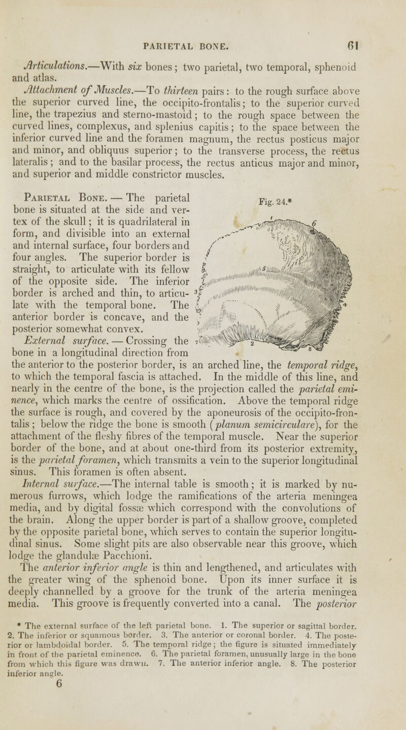 Articulations.—With six bones ; two parietal, two temporal, sphenoid and atlas. Attachment of Muscles.—To thirteen pairs: to the rough surface above the superior curved line, the occipito-frontalis; to the superior curved line, the trapezius and sterno-mastoid; to the rough space between the curved lines, complexus, and splenius capitis; to the space between the inferior curved line and the foramen magnum, the rectus posticus major and minor, and obliquus superior; to the transverse process, the rectus lateralis ; and to the basilar process, the rectus anticus major and minor, and superior and middle constrictor muscles. Parietal Bone. — The parietal Fig 24 * bone is situated at the side and ver- tex of the skull; it is quadrilateral in form, and divisible into an external and internal surface, four borders and four angles. The superior border is straight, to articulate with its fellow k ■„,iiilis,^ii4\\ of the opposite side. The inferior border is arched and thin, to articu- late with the temporal bone. The anterior border is concave, and the posterior somewhat convex. External surface. — Crossing the bone in a longitudinal direction from the anterior to the posterior border, is an arched line, the temporal ridge, to which the temporal fascia is attached. In the middle of this line, and nearly in the centre of the bone, is the projection called the parietal emi- nence, which marks the centre of ossification. Above the temporal ridge the surface is rough, and covered by the aponeurosis of the occipito-fron- talis ; below the ridge the bone is smooth [planum semicirculare), for the attachment of the fleshy fibres of the temporal muscle. Near the superior border of the bone, and at about one-third from its posterior extremity, is the parietal foramen, which transmits a vein to the superior longitudinal sinus. This foramen is often absent. Internal surface.—The internal table is smooth; it is marked by nu- merous furrows, which lodge the ramifications of the arteria meningea media, and by digital fossa? which correspond with the convolutions of the brain. Along the upper border is part of a shallow groove, completed by the opposite parietal bone, which serves to contain the superior longitu- dinal sinus. Some slight pits are also observable near this groove, which lodge the glanduke Pacchioni. The anterior inferior angle is thin and lengthened, and articulates with the greater wing of the sphenoid bone. Upon its inner surface it is deeply channelled by a groove for the trunk of the arteria meningea media. This groove is frequently converted into a canal. The posterior * The external surface of the left parietal bone. 1. The superior or sagittal border. 2. The inferior or squamous border. 3. The anterior or coronal border. 4. The poste- rior or lambdoidal border. 5. The temporal ridge; the figure is situated immediately in front of the parietal eminence. 6. The parietal foramen, unusually large in the bone from which this figure was drawn. 7. The anterior inferior angle. 8. The posterior inferior angle.