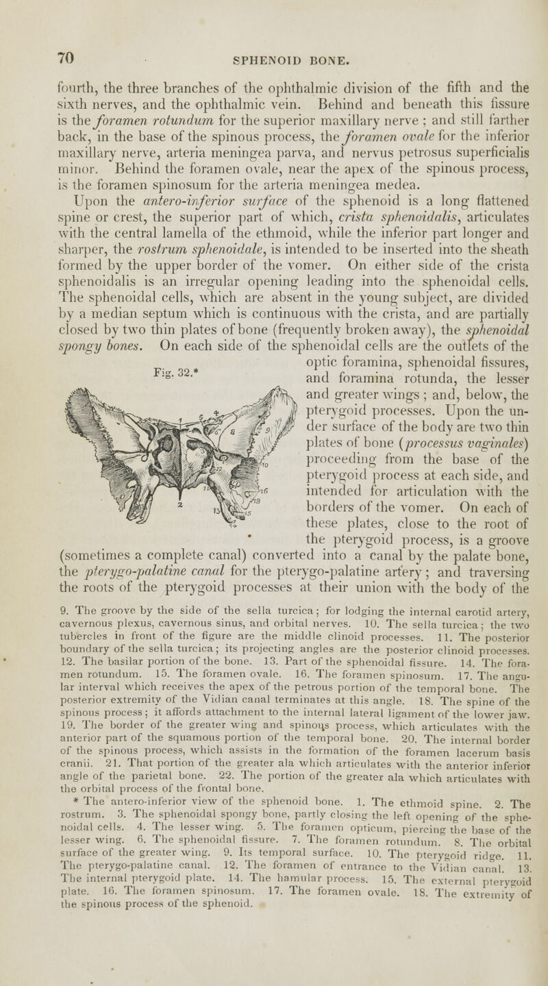 fourth, the three branches of the ophthalmic division of the fifth and the sixth nerves, and the ophthalmic vein. Behind and beneath this fissure is the foramen rotundum for the superior maxillary nerve ; and still farther back, in the base of the spinous process, the foramen ovale for the inferior maxillary nerve, arteria meningea parva, and nervus petrosus superficialis minor. Behind the foramen ovale, near the apex of the spinous process, is the foramen spinosum for the arteria meningea medea. Upon the anteroinferior surface of the sphenoid is a long flattened spine or crest, the superior part of which, crista sphenoidalis, articulates with the central lamella of the ethmoid, while the inferior part longer and sharper, the rostrum sphenoidale, is intended to be inserted into the sheath formed by the upper border of the vomer. On either side of the crista sphenoidalis is an irregular opening leading into the sphenoidal cells. The sphenoidal cells, which are absent in the young subject, are divided by a median septum which is continuous with the crista, and are partially closed by two thin plates of bone (frequently broken away), the sphenoidal spongy bones. On each side of the sphenoidal cells are the outlets of the optic foramina, sphenoidal fissures, and foramina rotunda, the lesser and greater wings ; and, below, the pterygoid processes. Upon the un- der surface of the body are two thin plates of bone (processus vaginales) proceeding from the base of the pterygoid process at each side, and intended for articulation with the borders of the vomer. On each of these plates, close to the root of the pterygoid process, is a groove (sometimes a complete canal) converted into a canal by the palate bone, the pterygo-palatine canal for the pterygopalatine artery; and traversing the roots of the pterygoid processes at their union with the body of the 9. The groove by the side of the sella turcica; for lodging the internal carotid artery, cavernous plexus, cavernous sinus, and orbital nerves. 10. The sella turcica; the two tubercles in front of the figure are the middle clinoid processes. 11. The posterior boundary of the sella turcica; its projecting angles are the posterior clinoid processes. 12. The basilar portion of the bone. 13. Part of the sphenoidal fissure. 14. The fora- men rotundum. 15. The foramen ovale. 16. The foramen spinosum. 17. The angu- lar interval which receives the apex of the petrous portion of the temporal bone. The posterior extremity of the Vidian canal terminates at this angle. 18. The spine of the spinous process; it affords attachment to the internal lateral ligament of the lower jaw. 19. The border of the greater wing and spinous process, which articulates with the anterior part of the squamous portion of the temporal bone. 20. The internal border of the spinous process, which assists in the formation of the foramen lacerum basis cranii. 21. That portion of the greater ala which articulates with the anterior inferior angle of the parietal bone. 22. The portion of the greater ala which articulates with the orbital process of the frontal bone. * The antero-inferior view of the sphenoid bone. 1. The ethmoid spine. 2 The rostrum. 3. The sphenoidal spongy bone, partly closing the left opening of the sphe- noidal cells. 4. The lesser wing. 5. The foramen opticum, piercing the base of the lesser wing. 6. The sphenoidal fissure. 7. The foramen rotundum. 8. The orbital surface of the greater wing. 9. Its temporal surface. 10. The pterygoid rid^e. 11. The pterygopalatine canal. 12. The foramen of entrance to the Vidian canal! 13. The internal pterygoid plate. 14. The hamular process. 15. The external pterygoid plate. 16. The foramen spinosum. 17. The foramen ovale. 18. The extremity of the spinous process of the sphenoid.