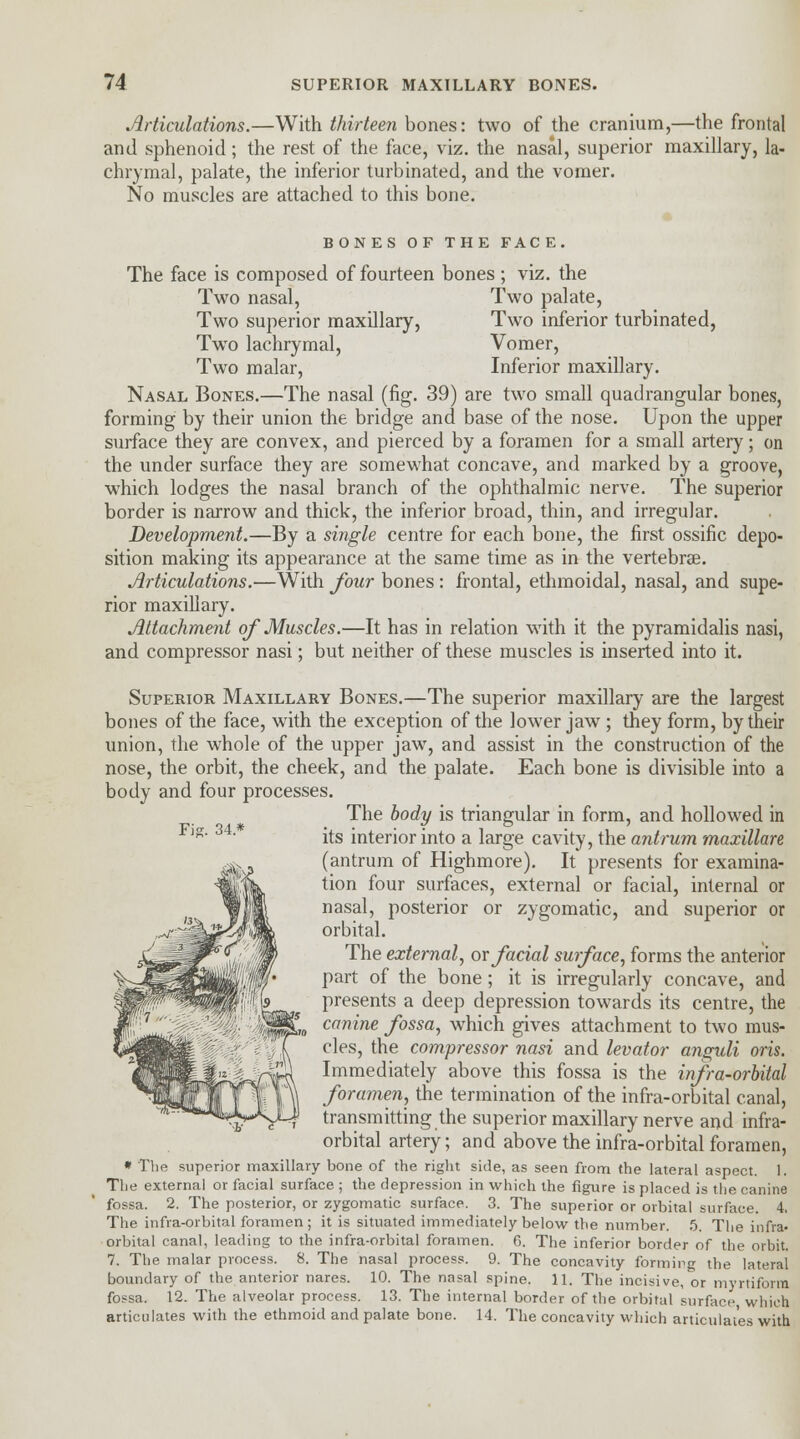 Articulations.—With thirteen bones: two of the cranium,—the frontal and sphenoid; the rest of the face, viz. the nasal, superior maxillary, la- chrymal, palate, the inferior turbinated, and the vomer. No muscles are attached to this bone. BONES OF THE FACE. The face is composed of fourteen bones ; viz. the Two nasal, Two palate, Two superior maxillary, Two inferior turbinated, Two lachrymal, Vomer, Two malar, Inferior maxillary. Nasal Bones.—The nasal (fig. 39) are two small quadrangular bones, forming by their union the bridge and base of the nose. Upon the upper surface they are convex, and pierced by a foramen for a small artery; on the under surface they are somewhat concave, and marked by a groove, which lodges the nasal branch of the ophthalmic nerve. The superior border is narrow and thick, the inferior broad, thin, and irregular. Development.—By a single centre for each bone, the first ossific depo- sition making its appearance at the same time as in the vertebrae. Articulations.—With four bones: frontal, ethmoidal, nasal, and supe- rior maxillary. Attachment of Muscles.—It has in relation with it the pyramidalis nasi, and compressor nasi; but neither of these muscles is inserted into it. Superior Maxillary Bones.—The superior maxillary are the largest bones of the face, with the exception of the lower jaw ; they form, by their union, the whole of the upper jaw, and assist in the construction of the nose, the orbit, the cheek, and the palate. Each bone is divisible into a body and four processes. The body is triangular in form, and hollowed in s ' its interior into a large cavity, the antrum maxillare (antrum of Highmore). It presents for examina- tion four surfaces, external or facial, internal or nasal, posterior or zygomatic, and superior or orbital. The external, or facial surface, forms the anterior part of the bone; it is irregularly concave, and presents a deep depression towards its centre, the canine fossa, which gives attachment to two mus- cles, the compressor nasi and levator anguli oris. Immediately above this fossa is the infra-orbital foramen, the termination of the infra-orbital canal, transmitting the superior maxillary nerve and infra- orbital artery; and above the infra-orbital foramen, * The superior maxillary bone of the right side, as seen from the lateral aspect. 1. The external or facial surface ; the depression in which the figure is placed is the canine fossa. 2. The posterior, or zygomatic surface. 3. The superior or orbital surface. 4. The infra-orbital foramen ; it is situated immediately below the number. 5. The infra- orbital canal, leading to the infra-orbital foramen. C. The inferior border of the orbit. 7. The malar process. 8. The nasal process. 9. The concavity forming the lateral boundary of the anterior nares. 10. The nasal spine. 11. The incisive, or myrtiform fossa. 12. The alveolar process. 13. The internal border of the orbital surface which articulates with the ethmoid and palate bone. 14. The concavity which articulates with