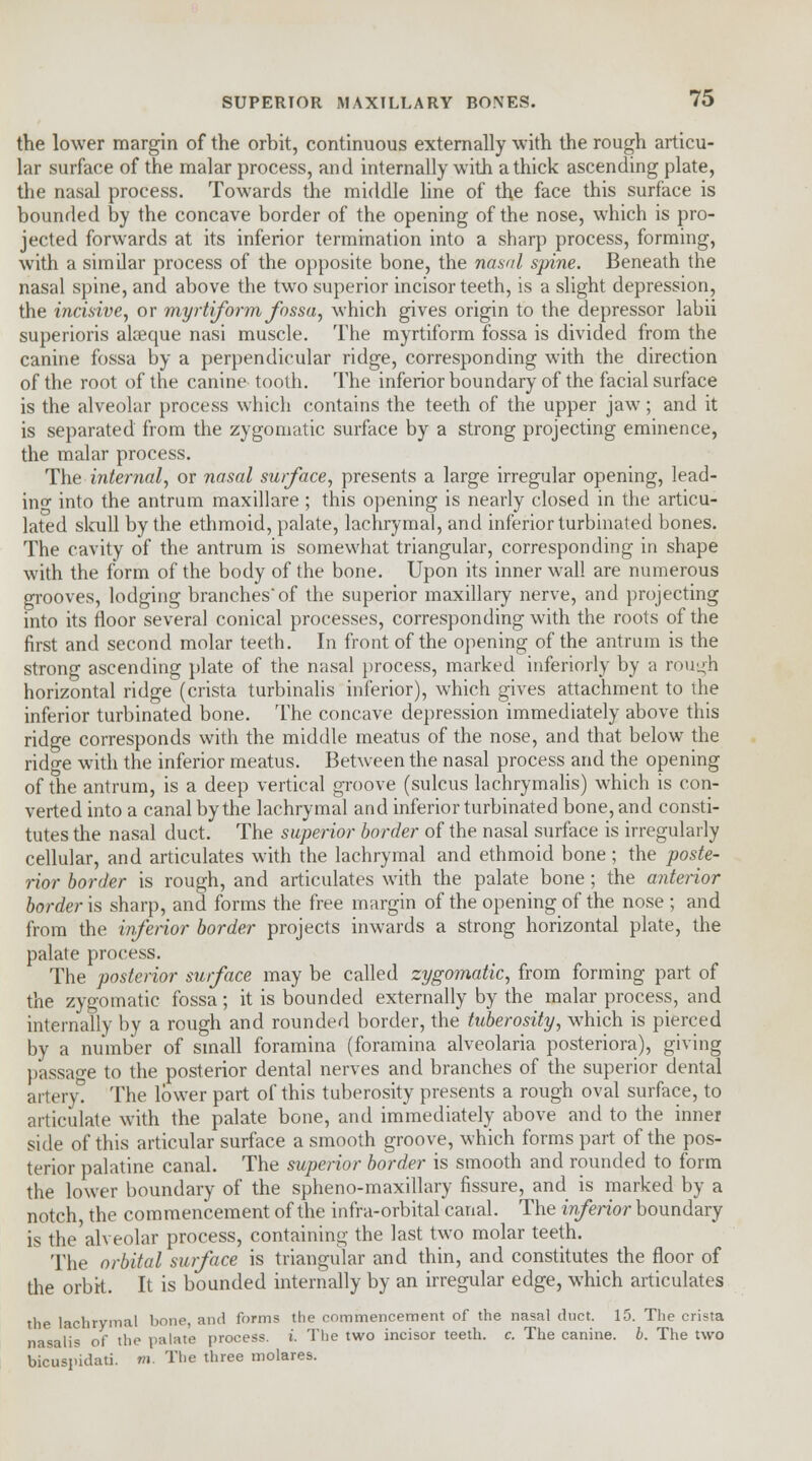 the lower margin of the orbit, continuous externally with the rough articu- lar surface of the malar process, and internally with a thick ascending plate, the nasal process. Towards the middle line of the face this surface is bounded by the concave border of the opening of the nose, which is pro- jected forwards at its inferior termination into a sharp process, forming, with a similar process of the opposite bone, the nasal spine. Beneath the nasal spine, and above the two superior incisor teeth, is a slight depression, the incisive, or myrtiform fossa, which gives origin to the depressor labii superioris akeque nasi muscle. The myrtiform fossa is divided from the canine fossa by a perpendicular ridge, corresponding with the direction of the root of the canine tooth. The inferior boundary of the facial surface is the alveolar process which contains the teeth of the upper jaw ; and it is separated from the zygomatic surface by a strong projecting eminence, the malar process. The internal, or nasal surface, presents a large irregular opening, lead- ino into the antrum maxillare ; this opening is nearly closed in the articu- lated skull by the ethmoid, palate, lachrymal, and inferior turbinated bones. The cavity of the antrum is somewhat triangular, corresponding in shape with the form of the body of the bone. Upon its inner wall are numerous grooves, lodging branches'of the superior maxillary nerve, and projecting into its floor several conical processes, corresponding with the roots of the first and second molar teeth. In front of the opening of the antrum is the strong ascending plate of the nasal process, marked inferiorly by a rough horizontal ridge (crista turbinalis inferior), which gives attachment to the inferior turbinated bone. The concave depression immediately above this ridge corresponds with the middle meatus of the nose, and that below the ridge with the inferior meatus. Between the nasal process and the opening of the antrum, is a deep vertical groove (sulcus lachrymalis) which is con- verted into a canal by the lachrymal and inferior turbinated bone, and consti- tutes the nasal duct. The superior border of the nasal surface is irregularly cellular, and articulates with the lachrymal and ethmoid bone ; the poste- rior border is rough, and articulates with the palate bone; the anterior border is sharp, and forms the free margin of the opening of the nose ; and from the infenor border projects inwards a strong horizontal plate, the palate process. The posterior surface may be called zygomatic, from forming part of the zygomatic fossa; it is bounded externally by the malar process, and internally by a rough and rounded border, the tuberosity, which is pierced by a number of small foramina (foramina alveolaria posteriora), giving passage to the posterior dental nerves and branches of the superior dental ait cry. The lower part of this tuberosity presents a rough oval surface, to articulate with the palate bone, and immediately above and to the inner side of this articular surface a smooth groove, which forms part of the pos- terior palatine canal. The superior border is smooth and rounded to form the lower boundary of the spheno-maxillary fissure, and is marked by a notch, the commencement of the infra-orbital canal. The inferior boundary is the'alveolar process, containing the last two molar teeth. The orbital surface is triangular and thin, and constitutes the floor of the orbit. It is bounded internally by an irregular edge, which articulates the lachrymal bone, and forms the commencement of the nasal duct. 15. The crista nasalis of the palate process. ». The two incisor teeth, c. The canine, b. The two bicuspidati. m. The three molares.