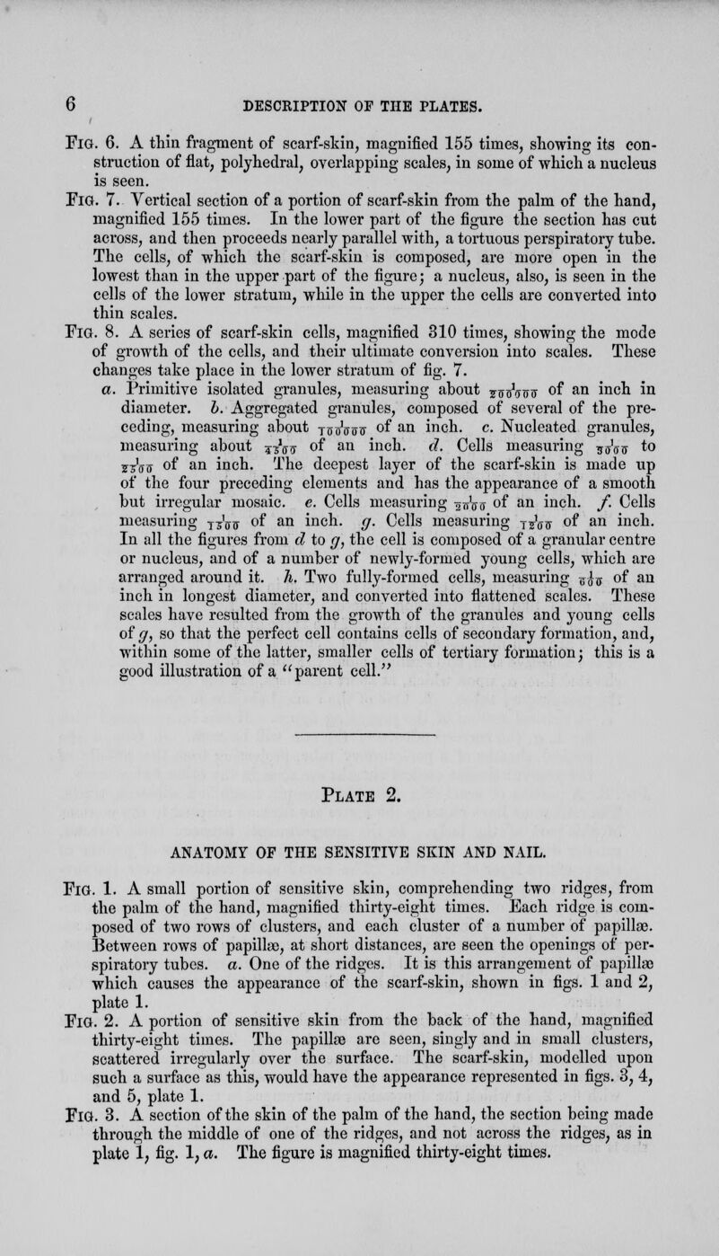 Fig. 6. A thin fragment of scarf-skin, magnified 155 times, showing its con- struction of flat, polyhedral, overlapping scales, in some of which a nucleus is seen. Fig. 7. Vertical section of a portion of scarf-skin from the palm of the hand, magnified 155 times. In the lower part of the figure the section has cut across, and then proceeds nearly parallel with, a tortuous perspiratory tuhe. The cells, of which the scarf-skin is composed, are more open in the lowest than in the upper part of the figure; a nucleus, also, is seen in the cells of the lower stratum, while in the upper the cells are converted into thin scales. Fig. 8. A series of scarf-skin cells, magnified 310 times, showing the mode of growth of the cells, and their ultimate conversion into scales. These changes take place in the lower stratum of fig. 7. a. Primitive isolated granules, measuring about jjjsVttit of an inch in diameter, b. Aggregated granules, composed of several of the pre- ceding, measuring about yosVoir °f an inch. c. Nucleated granules, measuring about ^^ of an inch. d. Cells measuring v^sxs to ssVij of an inch. The deepest layer of the scarf-skin is made up of the four preceding elements and has the appearance of a smooth but irregular mosaic, e. Cells measuring ^n'o <y °f an inch. f. Cells measuring T5'ffff of an inch. g. Cells measuring j^^ of an inch. In all the figures from d to g, the cell is composed of a granular centre or nucleus, and of a number of newly-formed young cells, which are arranged around it. 7i. Two fully-formed cells, measuring ffo of an inch in longest diameter, and converted into flattened scales. These scales have resulted from the growth of the granules and young cells of g, so that the perfect cell contains cells of secondary formation, and, within some of the latter, smaller cells of tertiary formation; this is a good illustration of a parent cell. Plate 2. ANATOMY OF THE SENSITIVE SKIN AND NAIL. Fig. 1. A small portion of sensitive skin, comprehending two ridges, from the palm of the hand, magnified thirty-eight times. Each ridge is com- posed of two rows of clusters, and each cluster of a number of papillae. Between rows of papillae, at short distances, are seen the openings of per- spiratory tubes, a. One of the ridges. It is this arrangement of papillae which causes the appearance of the scarf-skin, shown in figs. 1 and 2, plate 1. Fig. 2. A portion of sensitive skin from the back of the hand, magnified thirty-eight times. The papillae are seen, singly and in small clusters, scattered irregularly over the surface. The scarf-skin, modelled upon such a surface as this, would have the appearance represented in figs. 3, 4, and 5, plate 1. FlG. 3. A section of the skin of the palm of the hand, the section being made through the middle of one of the ridges, and not across the ridges, as in plate 1, fig. 1, a. The figure is magnified thirty-eight times.