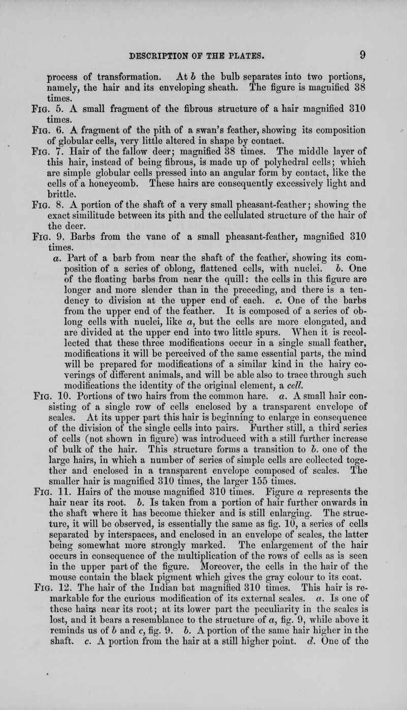 process of transformation. At b the bulb separates into two portions, namely, the hair and its enveloping sheath. The figure is magnified 38 times. FlG. 5. A small fragment of the fibrous structure of a hair magnified 310 times. FiG. 6. A fragment of the pith of a swan's feather, showing its composition of globular cells, very little altered in shape by contact. Fig. 7. Hair of the fallow deer; magnified 38 times. The middle layer of this hair, instead of being fibrous, is made up of polyhedral cells; which are simple globular cells pressed into an angular form by contact, like the cells of a honeycomb. These hairs are consequently excessively light and brittle. FiG. 8. A portion of the shaft of a very small pheasant-feather; showing the exact similitude between its pith and the cellulated structure of the hair of the deer. FiG. 9. Barbs from the vane of a small pheasant-feather, magnified 310 times. a. Part of a barb from near the shaft of the feather, showing its com- position of a series of oblong, flattened cells, with nuclei. b. One of the floating barbs from near the quill: the cells in this figure are longer and more slender than in the preceding, and there is a ten- dency to division at the upper end of each. c. One of the barbs from the upper end of the feather. It is composed of a series of ob- long cells with nuclei, like a, but the cells are more elongated, and are divided at the upper end into two little spurs. When it is recol- lected that these three modifications occur in a single small feather, modifications it will be perceived of the same essential parts, the mind will be prepared for modifications of a similar kind in the hairy co- verings of different animals, and will be able also to trace through such modifications the identity of the original element, a cell. FiG. 10. Portions of two hairs from the common hare. a. A small hair con- sisting of a single row of cells enclosed by a transparent envelope of scales. At its upper part this hair is beginning to enlarge in consequence of the division of the single cells into pairs. Further still, a third series of cells (not shown in figure) was introduced with a still further increase of bulk of the hair. This structure forms a transition to b. one of the large hairs, in which a number of series of simple cells are collected toge- ther and enclosed in a transparent envelope composed of scales. The smaller hair is magnified 310 times, the larger 155 times. FiG. 11. Hairs of the mouse magnified 310 times. Figure a represents the hair near its root. b. Is taken from a portion of hair further onwards in the shaft where it has become thicker and is still enlarging. The struc- ture, it will be observed, is essentially the same as fig. 10, a series of cells separated by interspaces, and enclosed in an envelope of scales, the latter being somewhat more strongly marked. The enlargement of the hair occurs in consequence of the multiplication of the rows of cells as is seen in the upper part of the figure. Moreover, the cells in the hair of the mouse contain the black pigment which gives the gray colour to its coat. Fig. 12. The hair of the Indian bat magnified 310 times. This hair is re- markable for the curious modification of its external scales. «. Is one of these hai^s near its root; at its lower part the peculiarity in the scales is lost, and it bears a resemblance to the structure of a, fig. 9, while above it reminds us of b and c, fig. 9. b. A portion of the same hair higher in the shaft, c. A portion from the hair at a still higher point, d. One of the