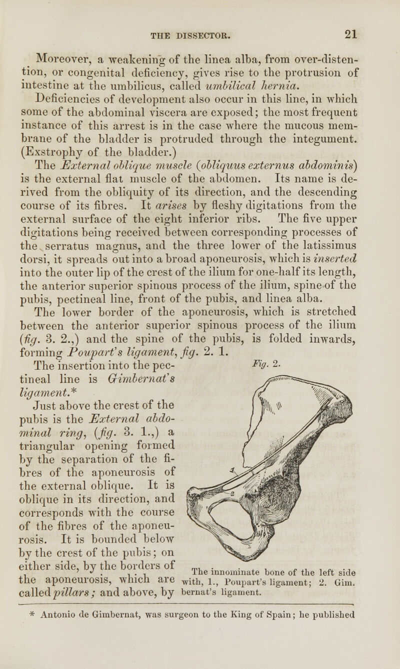 Moreover, a weakening of the linea alba, from over-disten- tion, or congenital deficiency, gives rise to the protrusion of intestine at the umbilicus, called umbilical hernia. Deficiencies of development also occur in this line, in which some of the abdominal viscera are exposed; the most frequent instance of this arrest is in the case where the mucous mem- brane of the bladder is protruded through the integument. (Exstrophy of the bladder.) The External oblique muscle (obliquus externus abdominis) is the external flat muscle of the abdomen. Its name is de- rived from the obliquity of its direction, and the descending course of its fibres. It arises by fleshy digitations from the external surface of the eight inferior ribs. The five upper digitations being received between corresponding processes of the serratus magnus, and the three lower of the latissimus dorsi, it spreads out into a broad aponeurosis, which is inserted into the outer lip of the crest of the ilium for one-half its length, the anterior superior spinous process of the ilium, spine of the pubis, pectineal line, front of the pubis, and linea alba. The lower border of the aponeurosis, which is stretched between the anterior superior spinous process of the ilium (fig. 3. 2.,) and the spine of the pubis, is folded inwards, forming Pouparfs ligament, fig. 2. 1. The insertion into the pec- -%• 2. tineal line is Gimbernat's ligament.* Just above the crest of the pubis is the External abdo- minal ring, [fig. 3. 1.,) a triangular opening formed by the separation of the fi- bres of the aponeurosis of the external oblique. It is oblique in its direction, and corresponds with the course of the fibres of the aponeu- rosis. It is bounded below by the crest of the pubis; on either side, by the borders of the aponeurosis, which are withTl^Poupart'sTglmentT sT'di called pillars ; and above, by bernat's ligament. The innominate bone of the left side * Antonio de Gimbernat, was surgeon to the King of Spain; he published