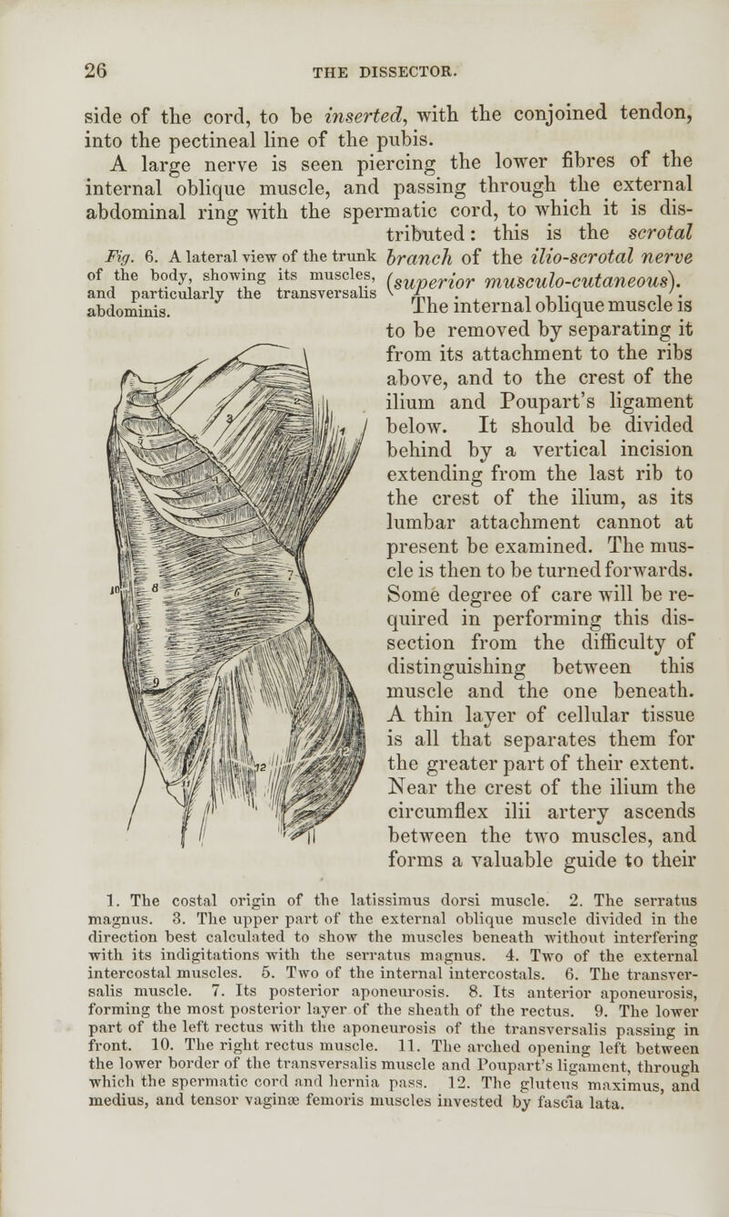 side of the cord, to be inserted, with the conjoined tendon, into the pectineal line of the pubis. A large nerve is seen piercing the lower fibres of the internal oblique muscle, and passing through the external abdominal ring with the spermatic cord, to which it is dis- tributed : this is the scrotal Fig. 6. A lateral view of the trunk branch of the ilio-scrotal nerve of the body showing its muscles, (8uperjor mUSCUlo-CUtaneOUs). and particularly the transversalis \ * , , ,. , '. abdominis. The internal oblique muscle is to be removed by separating it from its attachment to the ribs above, and to the crest of the ilium and Poupart's ligament below. It should be divided behind by a vertical incision extending from the last rib to the crest of the ilium, as its lumbar attachment cannot at present be examined. The mus- cle is then to be turned forwards. Some degree of care will be re- quired in performing this dis- section from the difficulty of distinguishing between this muscle and the one beneath. A thin layer of cellular tissue is all that separates them for the greater part of their extent. Near the crest of the ilium the circumflex ilii artery ascends between the two muscles, and forms a valuable guide to their 1. The costal origin of the latissimus dorsi muscle. 2. The serratus magnus. 3. The upper part of the external oblique muscle divided in the direction best calculated to show the muscles beneath without interfering with its indigitations with the serratus magnus. 4. Two of the external intercostal muscles. 5. Two of the internal intercostals. 6. The transver- salis muscle. 7. Its posterior aponeurosis. 8. Its anterior aponeurosis, forming the most posterior layer of the sheath of the rectus. 9. The lower part of the left rectus with the aponeurosis of the transversalis passing in front. 10. The right rectus muscle. 11. The arched opening left between the lower border of the transversalis muscle and Poupart's ligament, through which the spermatic cord and hernia pass. 12. The gluteus maximus, and medius, and tensor vaginae femoris muscles invested by fascia lata.