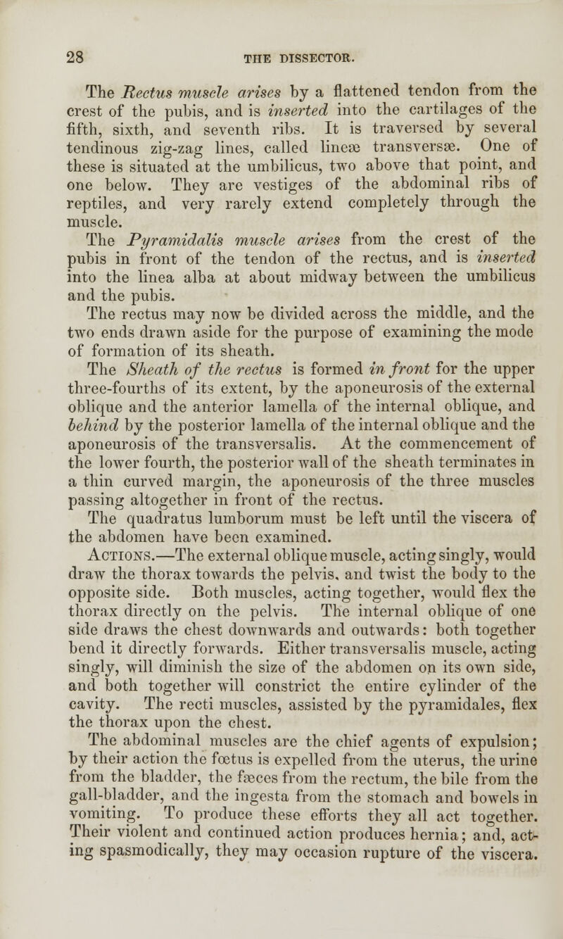 The Rectus muscle arises by a flattened tendon from the crest of the pubis, and is inserted into the cartilages of the fifth, sixth, and seventh ribs. It is traversed by several tendinous zig-zag lines, called linese transversa. One of these is situated at the umbilicus, two above that point, and one below. They are vestiges of the abdominal ribs of reptiles, and very rarely extend completely through the muscle. The Pyramidalis muscle arises from the crest of the pubis in front of the tendon of the rectus, and is inserted into the linea alba at about midway between the umbilicus and the pubis. The rectus may now be divided across the middle, and the two ends drawn aside for the purpose of examining the mode of formation of its sheath. The Sheath of the rectus is formed in front for the upper three-fourths of its extent, by the aponeurosis of the external oblique and the anterior lamella of the internal oblique, and behind by the posterior lamella of the internal oblique and the aponeurosis of the transversalis. At the commencement of the lower fourth, the posterior wall of the sheath terminates in a thin curved margin, the aponeurosis of the three muscles passing altogether in front of the rectus. The quadratus lumborum must be left until the viscera of the abdomen have been examined. Actions.—The external oblique muscle, acting singly, would draw the thorax towards the pelvis, and twist the body to the opposite side. Both muscles, acting together, would flex the thorax directly on the pelvis. The internal oblique of one side draws the chest downwards and outwards: both together bend it directly forwards. Either transversalis muscle, acting singly, will diminish the size of the abdomen on its own side, and both together will constrict the entire cylinder of the cavity. The recti muscles, assisted by the pyramidales, flex the thorax upon the chest. The abdominal muscles are the chief agents of expulsion; by their action the foetus is expelled from the uterus, the urine from the bladder, the faeces from the rectum, the bile from the gall-bladder, and the ingesta from the stomach and bowels in vomiting. To produce these efforts they all act together. Their violent and continued action produces hernia; and, act- ing spasmodically, they may occasion rupture of the viscera.