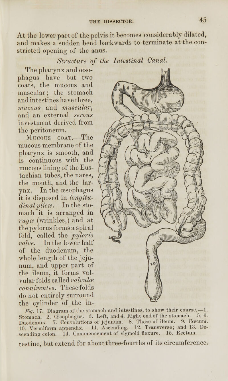 At the lower part of the pelvis it becomes considerably dilated, and makes a sudden bend backwards to terminate at the con- stricted opening of the anus. Structure of the Intestinal Canal. The pharynx and oeso- phagus have but two coats, the mucous and muscular; the stomach and intestines have three, mucous and muscular, and an external serous investment derived from the peritoneum. Mucous coat.—The mucous membrane of the pharynx is smooth, and is continuous with the mucous lining of the Eus- tachian tubes, the nares, the mouth, and the lar- ynx. In the oesophagus it is disposed in longitu- dinal plicse. In the sto- mach it is arranged in rugae (wrinkles,) and at the pylorus forms a spiral fold, called the pyloric valve. In the lower half of the duodenum, the whole length of the jeju- num, and upper part of the ileum, it forms val- vular folds called valvulce conniventes. These folds do not entirely surround the cylinder of the in- Fig. 17. Diagram of the stomach and intestines, to show their course.—1. Stomach. 2. (Esophagus. 3. Left, and 4. Right end of the stomach. 5.6. Duodenum. 7. Convolutions of jejunum. 8. Those of ileum. 9. Coecum. 10. Vermiform appendix. 11. Ascending. 12. Transverse; and 13. De- scending colon. 14. Commencement of sigmoid flexure. 15. Rectum. testine, but extend for about three-fourths of its circumference.