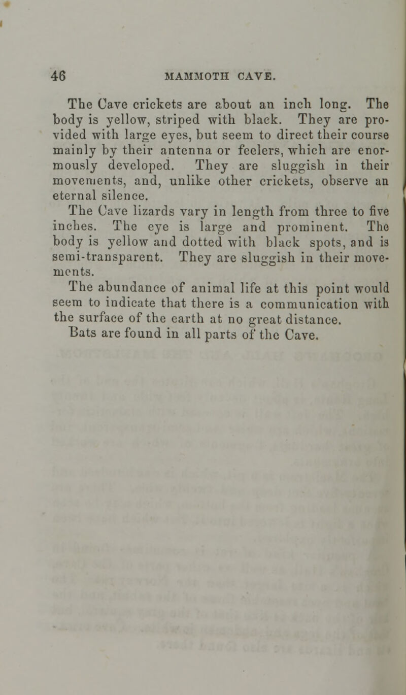 The Cave crickets are about an inch long. The body is yellow, striped with black. They are pro- vided with large eyes, but seem to direct their course mainly by their antenna or feelers, which are enor- mously developed. They are sluggish in their movements, and, unlike other crickets, observe an eternal silence. The Cave lizards vary in length from three to five inches. The eye is large and prominent. The body is yellow and dotted with black spots, and is serai-transparent. They are sluggish in their move- ments. The abundance of animal life at this point would seem to indicate that there is a communication with the surface of the earth at no great distance. Bats are found in all parts of the Cave.