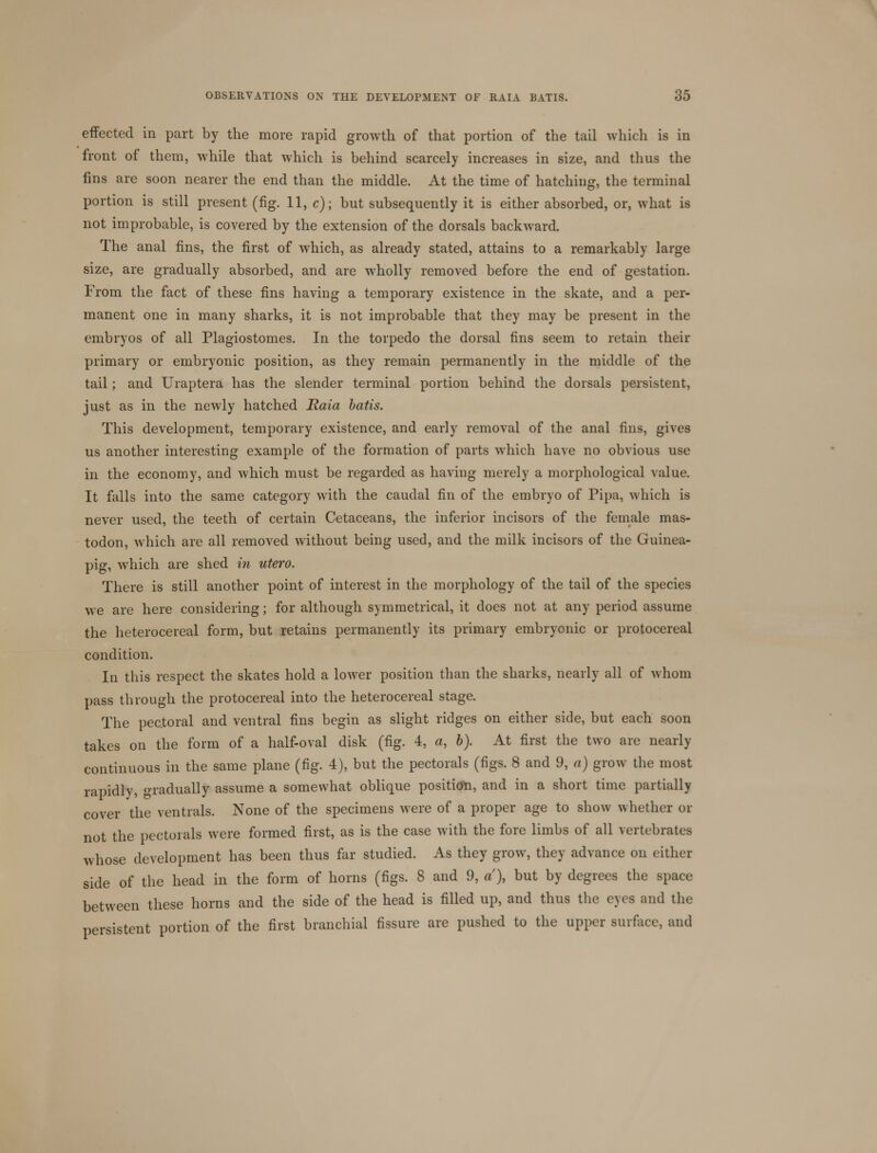 effected in part by the more rapid growth of that portion of the tail which is in front of them, while that which is behind scarcely increases in size, and thus the fins are soon nearer the end than the middle. At the time of hatching, the terminal portion is still present (fig. 11, c); but subsequently it is either absorbed, or, what is not improbable, is covered by the extension of the dorsals backward. The anal fins, the first of which, as already stated, attains to a remarkably large size, are gradually absorbed, and are wholly removed before the end of gestation. From the fact of these fins having a temporary existence in the skate, and a per- manent one in many sharks, it is not improbable that they may be present in the embryos of all Plagiostomes. In the torpedo the dorsal fins seem to retain their primary or embryonic position, as they remain permanently in the middle of the tail; and Uraptera has the slender terminal portion behind the dorsals persistent, just as in the newly hatched JRaia batis. This development, temporary existence, and early removal of the anal fins, gives us another interesting example of the formation of parts which have no obvious use in the economy, and which must be regarded as having merely a morphological value. It falls into the same category with the caudal fin of the embryo of Pipa, which is never used, the teeth of certain Cetaceans, the inferior incisors of the female mas- todon, which are all removed without being used, and the milk incisors of the Guinea- pig, which are shed in utero. There is still another point of interest in the morphology of the tail of the species we are here considering; for although symmetrical, it does not at any period assume the heterocereal form, but retains permanently its primary embryonic or protocereal condition. In this respect the skates hold a lower position than the sharks, nearly all of whom pass through the protocereal into the heterocereal stage. The pectoral and ventral fins begin as slight ridges on either side, but each soon takes on the form of a half-oval disk (fig. 4, a, b). At first the two are nearly continuous in the same plane (fig. 4), but the pectorals (figs. 8 and 9, a) grow the most rapidly, gradually assume a somewhat oblique position, and in a short time partially cover the ventrals. None of the specimens were of a proper age to show whether or not the pectorals were formed first, as is the case with the fore limbs of all vertebrates whose development has been thus far studied. As they grow, they advance on either side of the head in the form of horns (figs. 8 and 9, a'), but by degrees the space between these horns and the side of the head is filled up, and thus the eyes and the persistent portion of the first branchial fissure are pushed to the upper surface, and