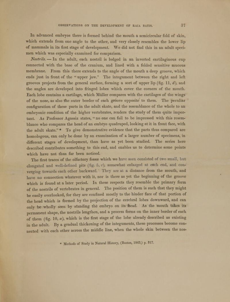 In advanced embryos there is formed behind the mouth a semicircular fold of skin, which extends from one angle to the other, and very closely resembles the lower lip of mammals in its first stage of development. We did not find this in an adult speci- men which was especially examined for comparison. Nostrils. — In the adult, each nostril is lodged in an inverted cartilaginous cup connected with the base of the cranium, and lined with a folded sensitive mucous membrane. From this there extends to the angle of the mouth a deep groove, which ends just in front of the  upper jaw. The integument between the right and left grooves projects from the general surface, forming a sort of upper lip (fig. 11, d), and the angles are developed into fringed lobes which cover the corners of the mouth. Each lobe contains a cartilage, which Muller compares with the cartilages of the wings of the nose, as also the outer border of each groove opposite to them. The peculiar configuration of these parts in the adult skate, and the resemblance of the whole to an embryonic condition of the higher vertebrates, renders the study of them quite impor- tant. As Professor Agassiz states,  no one can fail to be impressed with this resem- blance who compares the head of an embryo quadruped, looking at it in front face, with the adult skate. * To give demonstrative evidence that the parts thus compared are homologous, can only be done by an examination of a larger number of specimens, in different stages of development, than have as yet been studied. The series here described contributes something to this end, and enables us to determine some points which have not thus far been noticed. The first traces of the olfactory fossa? which we have seen consisted of two small, but elongated and well-defined pits (fig. 5, c), somewhat enlarged at each end, and con- verging towards each other backward. They are at a distance from the mouth, and have no connection whatever with it, nor is there as yet the beginning of the groove which is found at a later period. In these respects they resemble the primary form of the nostrils of vertebrates in general. The position of them is such that they might be easily overlooked, for they are confined mostly to the hinder face of that portion of the head which is formed by the projection of the cerebral lobes downward, and can only be wholly seen by standing the embryo on its -head. As the mouth takes its permanent shape, the nostrils lengthen, and a process forms on the inner border of each of them (fig. 10, a), which is the first stage of the lobe already described as existing in the adult. By a gradual thickening of the integuments, these processes become con- nected with each other across the middle line, when the whole skin between the nos- * Methods of Study in Natural History, (Boston, 1863,) p. 317.