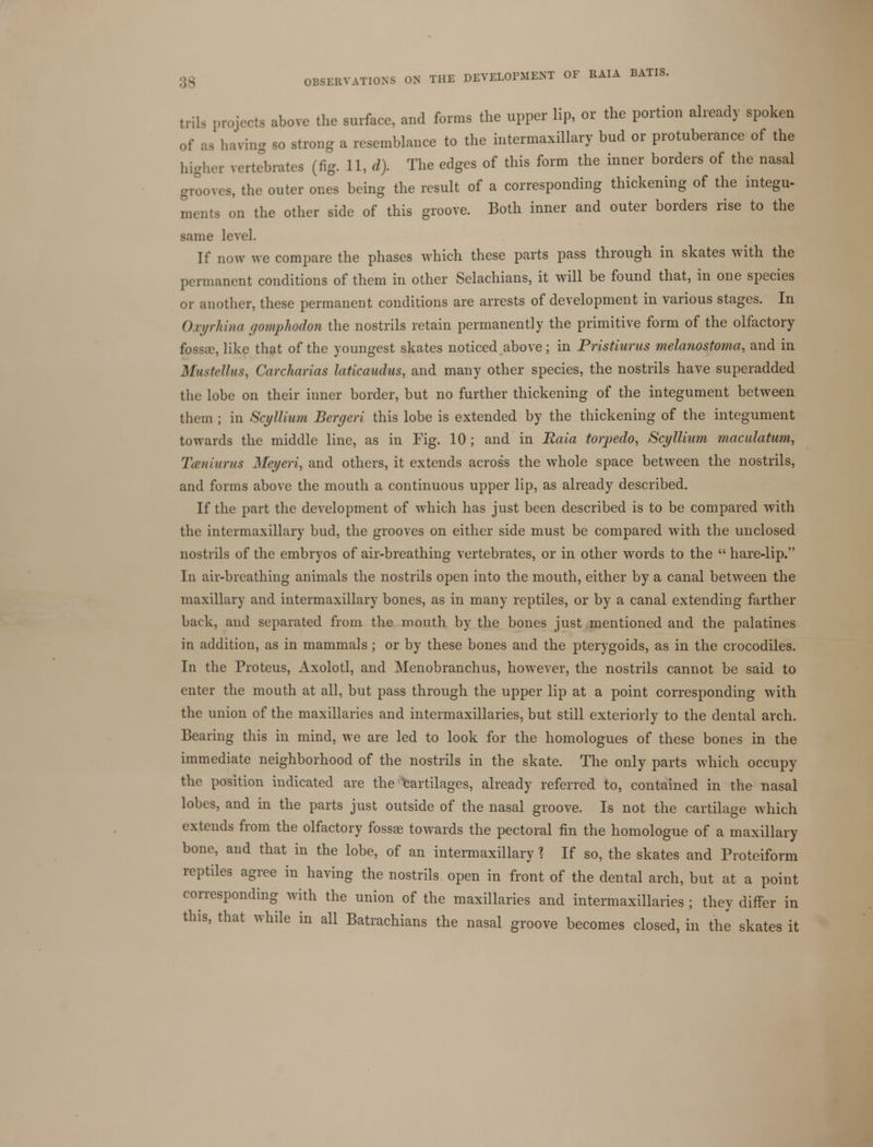 triK projects above the surface, and forms the upper lip, or the portion already spoken 3 having so strong a resemblance to the intermaxillary bud or protuberance of the higher vertebrates (fig. 11, d). The edges of this form the inner borders of the nasal grooves, the outer ones being the result of a corresponding thickening of the integu- ments on the other side of this groove. Both inner and outer borders rise to the same level. If now we compare the phases which these parts pass through in skates with the permanent conditions of them in other Selachians, it will be found that, in one species or another, these permanent conditions are arrests of development in various stages. In Oxyrhina gomphodon the nostrils retain permanently the primitive form of the olfactory fossa?, like that of the youngest skates noticed above; in Pristiurus melanostoma, and in Miistcllus, Carcharias latkaudus, and many other species, the nostrils have superadded the lobe on their inner border, but no further thickening of the integument between them ; in Scyllium Bergeri this lobe is extended by the thickening of the integument towards the middle line, as in Fig. 10 ; and in Raia torpedo, Scyllium maculatum, Taniurus Meyeri, and others, it extends across the whole space between the nostrils, and forms above the mouth a continuous upper lip, as already described. If the part the development of which has just been described is to be compared with the intermaxillary bud, the grooves on either side must be compared with the unclosed nostrils of the embryos of air-breathing vertebrates, or in other words to the  hare-lip. In air-breathing animals the nostrils open into the mouth, either by a canal between the maxillary and intermaxillary bones, as in many reptiles, or by a canal extending farther back, and separated from the mouth by the bones just mentioned and the palatines in addition, as in mammals; or by these bones and the pterygoids, as in the crocodiles. In the Proteus, Axolotl, and Menobranchus, however, the nostrils cannot be said to enter the mouth at all, but pass through the upper lip at a point corresponding with the union of the maxillaries and intermaxillaries, but still exteriorly to the dental arch. Bearing this in mind, we are led to look for the homologues of these bones in the immediate neighborhood of the nostrils in the skate. The only parts which occupy the position indicated are the Cartilages, already referred to, contained in the nasal lobes, and in the parts just outside of the nasal groove. Is not the cartilage which extends from the olfactory fossae towards the pectoral fin the homologue of a maxillary bone, and that in the lobe, of an intermaxillary ? If so, the skates and Proteiform reptiles agree in having the nostrils open in front of the dental arch, but at a point corresponding with the union of the maxillaries and intermaxillaries ; they differ in this, that while in all Batrachians the nasal groove becomes closed, in the skates it