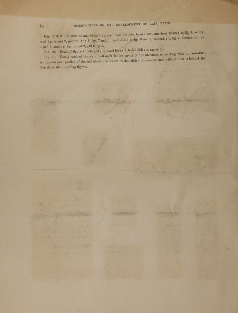 , , M.t'.VAll [HI lM.WXOl'MLNT 01 ll.UA DATIS. and 9, gill I'rin. 10. Head of Bwre 6, enlarged ; «. nuel 1)* i h, fa.-ial diak ; e, upper !'!>■ „y-h*ehed tel4rM ■ *■ -icy of ,ho «W„nK„ ,„,,,i„g-,„ the ,,„, , . », ,;,,„,,,> • porti™ of ,1,, ,ail whie. dtappeer, in the adult; thi, eorre.po.de with all ,l,a, . befand dorsals in the preceding figures.
