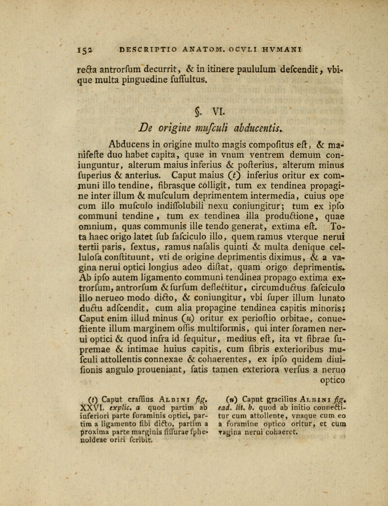 refta antrorfum decurrit, & in itinere paululum defcendit, vbi- que multa pinguedine fuffultus. §. VI. De origine mufculi abducentis. Abducens in origine multo magis compofitus eft, & ma- nifefte duo habet capita, quae in vnum ventrem demum con- iunguntur, alterum maius inferius & pofterius, alterum minus fuperius & anterius. Caput maius (f) inferius oritur ex com- rnuni illo tendine, fibrasque colligit, tum ex tendinea propagi- ne inter illum & mufculum deprimentem intermedia, cuius ope cum illo mufculo indiffolubili nexu coniungitur; tum ex ipfo communi tendine , tum ex tendinea illa produfrione, quae omnium, quas communis ille tendo generat, extima eft. To- ta haec origo latet fub fafciculo illo, quemramus vterque nerui tertiiparis, fextus, ramus nafalis quinti & multa denique cel- lulofa conftituunt, vti de origine deprimentis diximus, & a va- gina nerui optici longius adeo diftat, quam origo deprimentis* Ab ipfo autem ligamento communi tendinea propago extima ex- trorfum, antrorfum &furfum defle^titur, circumduftus fafciculo illo nerueo modo difto, & coniungitur, vbi fuper illum lunato duftu adfcendit, cum alia propagine tendinea capitis minoris; Caput enim illud minus (V) oritur ex perioftio orbitae, conue- ftiente illum marginem offis multiformis, qui inter foramen ner- uioptici& quodinfraid fequitur, medius eft, ita vt fibrae fu- premae & intimae huius capitis, cum fibris exterioribus mu- fculi attollentis connexae & cohaerentes, ex ipfo quidem diui- fionis angulo proueniant, fatis tamen exteriora verfus a neruo optico (f) Caput craffms Albini fig> («) Caput gracilius At.hini fig* XXVI. explic, a quod partim ab ead. lit. b. quod ab initio connecti- inferiori parte foraminis optici, par- tur cum attollente, vnaque cum eo tim a ligamento iibi diclo, partim a a foramine optico oritur, et curn proxima parte marginis iiflurae fphe- ra^ina nerui cohaerct. noideae oriri fcribit.